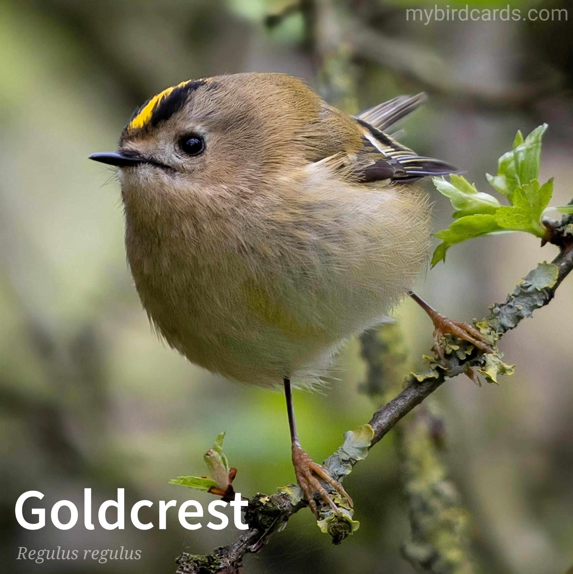 📷: Goldcrest (Regulus regulus) by TheOtherKev via Pixabay 2021

The photo shows a small bird belonging to the kinglet family. It has an olive-green body, a pale belly, and a distinctive black and yellow crest on its head (orange-centered in males). Tiny and energetic, it's often seen flitting through trees, especially conifers.

Conservation status: Least Concern (IUCN 3.1)

Distribution: Widespread throughout much of the Palearctic. 

Class: Aves
Order: Passeriformes
Family: Regulidae
Genus: Regulus
Species: R. regulus

CC: IDNP