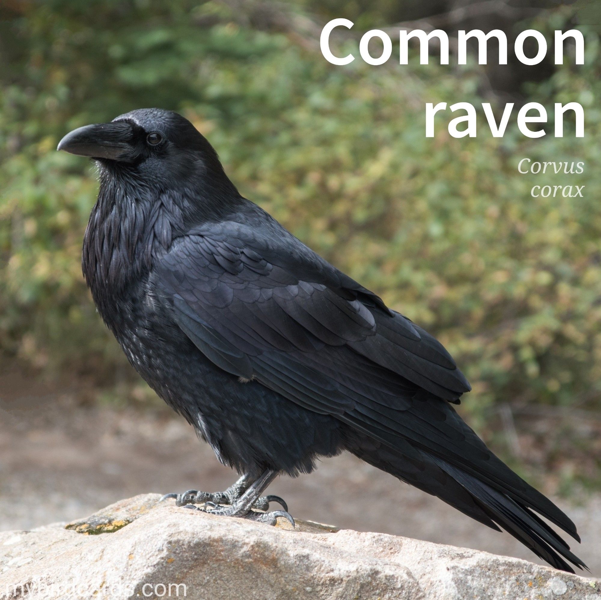 🌍🌏🌎 Common raven (Corvus corax) 

The Common Raven is a large, all-black bird with a thick neck, shaggy throat feathers, and a powerful beak. It's known for its heavy, soaring flight and distinctive, deep croak. Ravens are intelligent and adaptable creatures, often seen in pairs or small groups. They are opportunistic feeders, consuming a variety of food, including carrion, insects, and small prey. These birds are highly social and can be observed engaging in playful behaviors like aerial acrobatics and object play.

Conservation status: Least Concern (IUCN 3.1)

Distribution: Widely distributed across the Northern Hemisphere.

Class: Aves (Birds)
Order: Passeriformes (Passerines/Perching birds)
Family: Corvidae (Corvid family/Corvids)
Genus: Corvus (Crows, Ravens, and Rooks)
Species: C. corax

CC: JPQC

📷: Photo by connie_sf via Pixabay