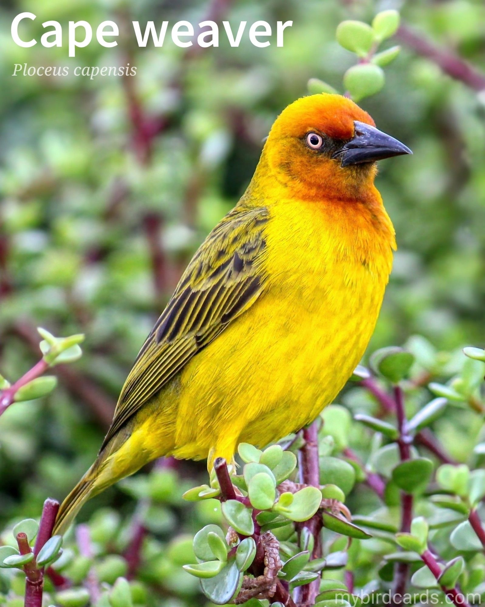 📷: Cape weaver (Ploceus capensis) by RosZie via Pixabay 2022

The Cape weaver (Ploceus capensisis) a small, stocky bird found throughout the greater part of southern Africa. The males [pictured] have bright yellow plumage with an orange-brown nape and crown, while the females are duller in colour with streaked brown and yellow feathers. Both sexes have a distinctive conical bill that is used to weave elaborate nests, which can be seen hanging from trees and shrubs. Cape weavers are social birds and are often found in flocks. 

Conservation status: Least Concern (IUCN 3.1)

Distribution: Endemic to South Africa, Lesotho and Eswatini.

Class: Aves (Birds)
Order: Passeriformes (Perching birds)
Family: Ploceidae (Weaverbirds and Bishops)
Genus: Ploceus
Species: P. capensisis

CC: GPYQ