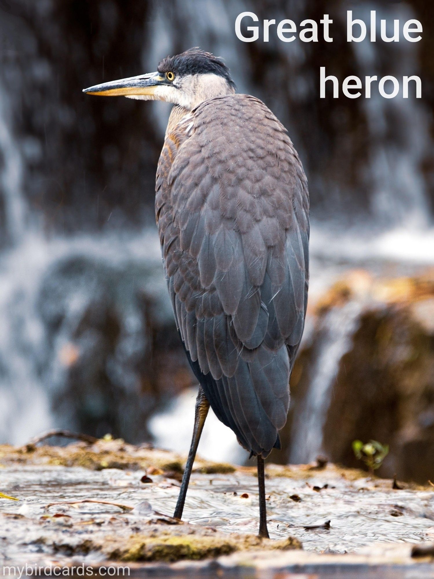 Great blue heron (Ardea herodias). Juvenile. Conservation status: Least Concern. CC: JFIV 📷: Photo by simardfrancois via Pixabay 2021

The photo shows a large water bird with a dagger-like bill. It's plumage is blue-gray with a grey-black stripe running from just above the eye to the back of the head.