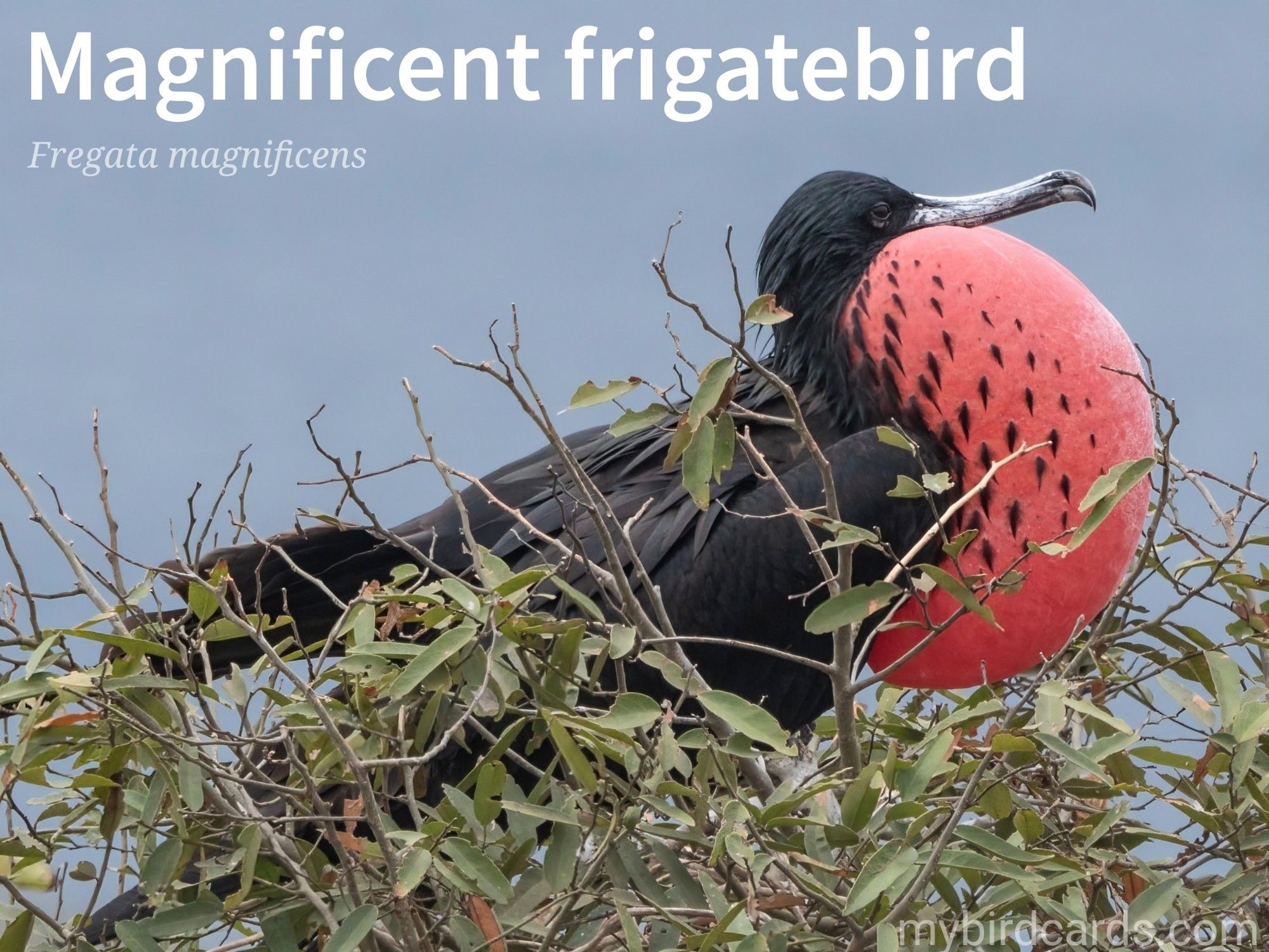 📷: Magnificent frigatebird (Fregata magnificens) by hbieser via Pixabay 2019

The photo shows a large, black seabird (adult male) with long, narrow wings and a deeply forked tail. Its most striking feature is a bright red throat pouch that it inflates like a balloon during breeding season to attract females.

Conservation status: Least Concern (IUCN 3.1)

Distribution: Widespread throughout the tropical Atlantic and Pacific coastlines of the Americas.

Class: Aves
Order: Suliformes
Family: Fregatidae
Genus: Fregata
Species: F. magnificens

CC: TWKK