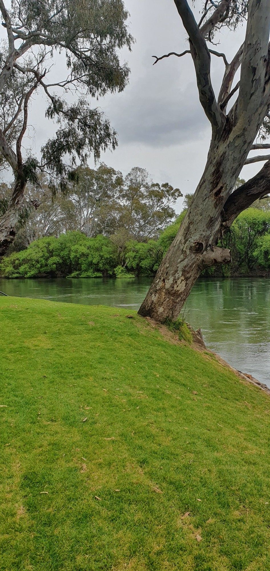 Green bank with a tree sloaping over a river