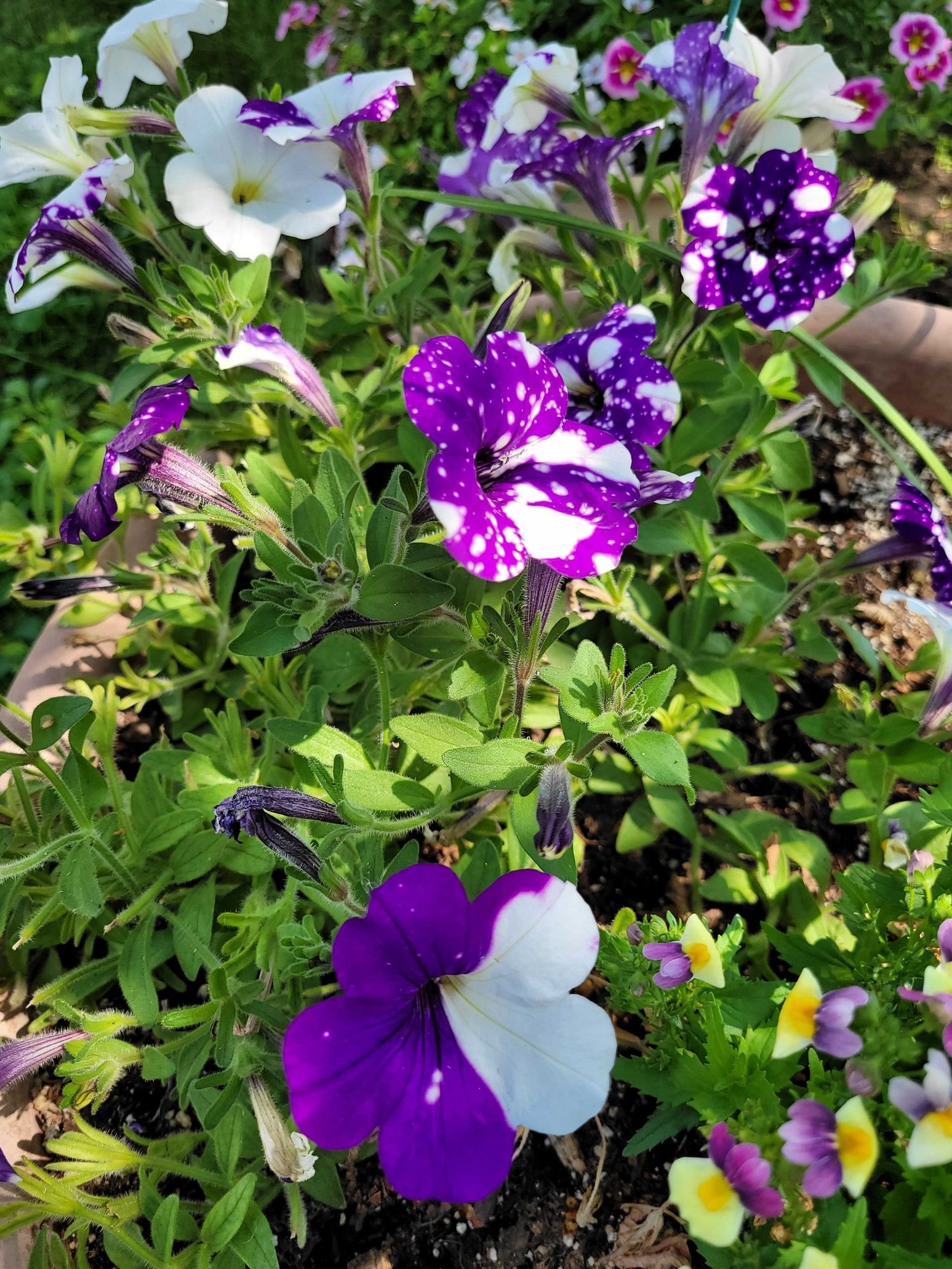 Various purple and white Petunias with different patterns