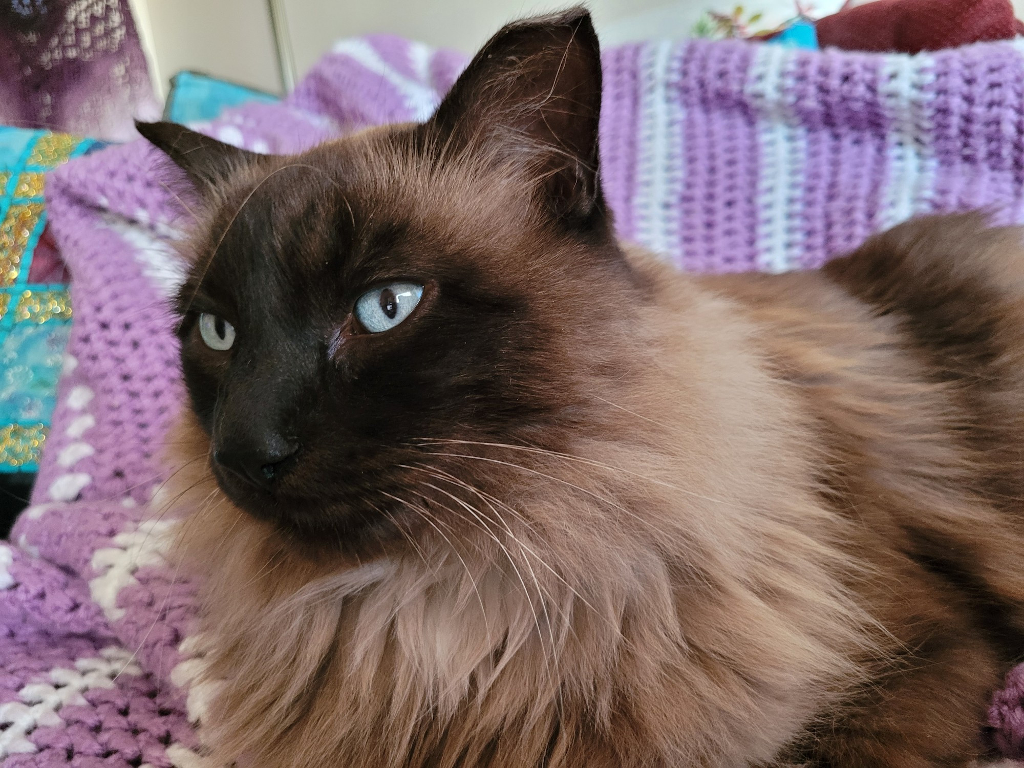 Close-up of Himalayan cat Binx looking off into nowhere backed by a purple and white crocheted afghan 