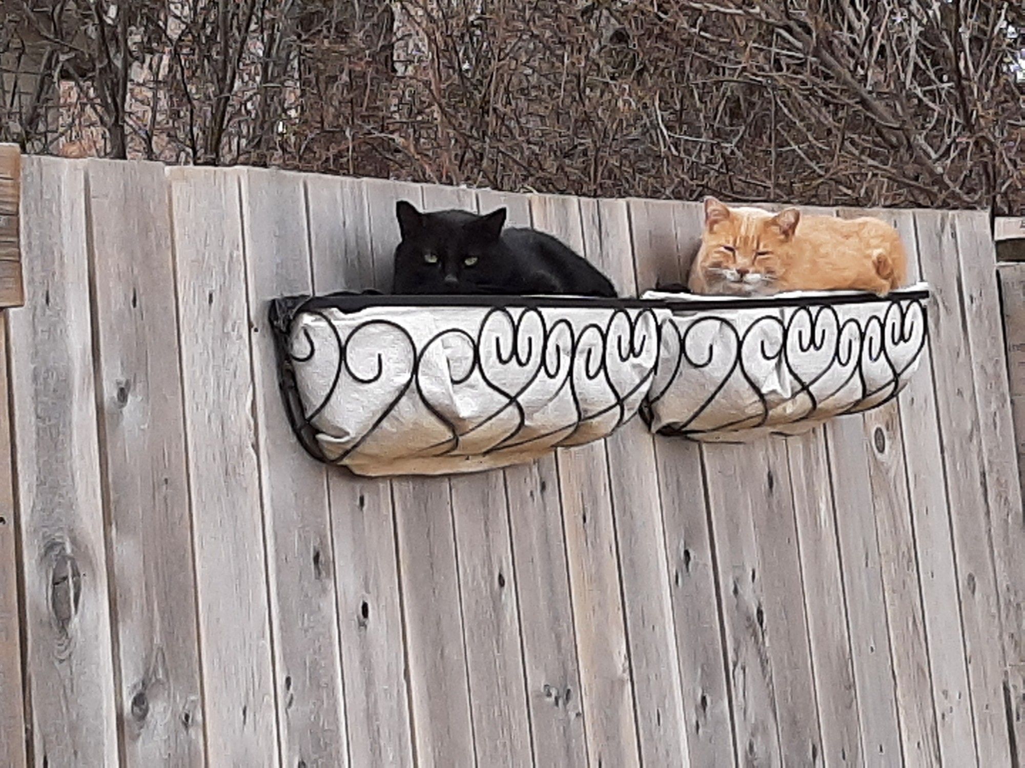 2 cats sleeping in flower panters on a fence