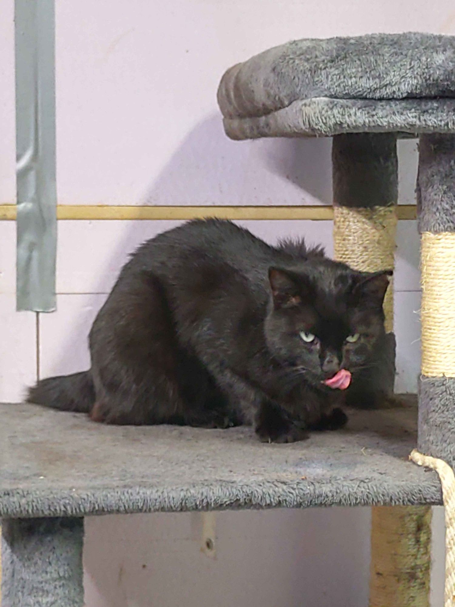 My black cat licking its face.