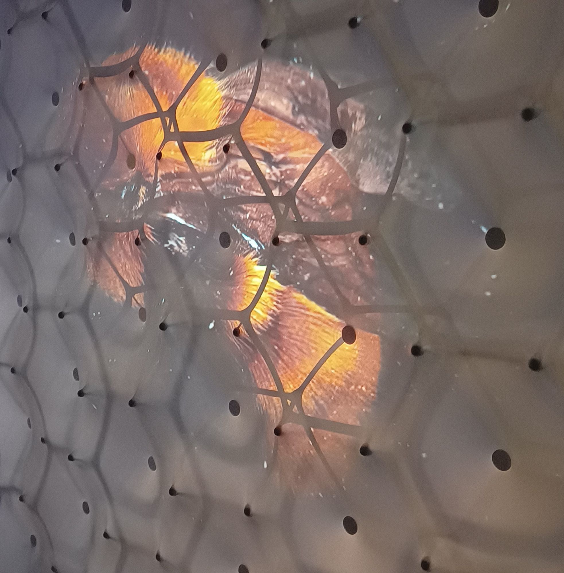 Image of a bee back projected onto a hexagonal lattice screen