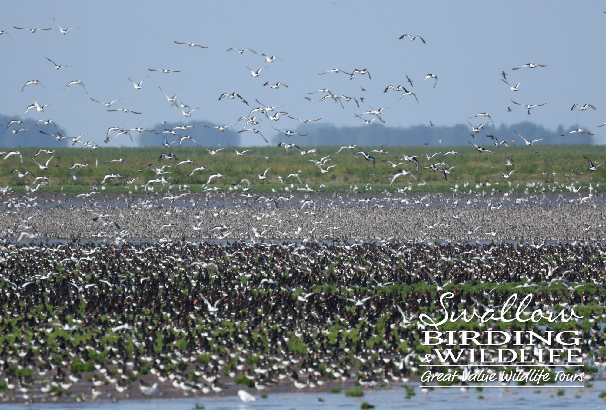 Waders galore!