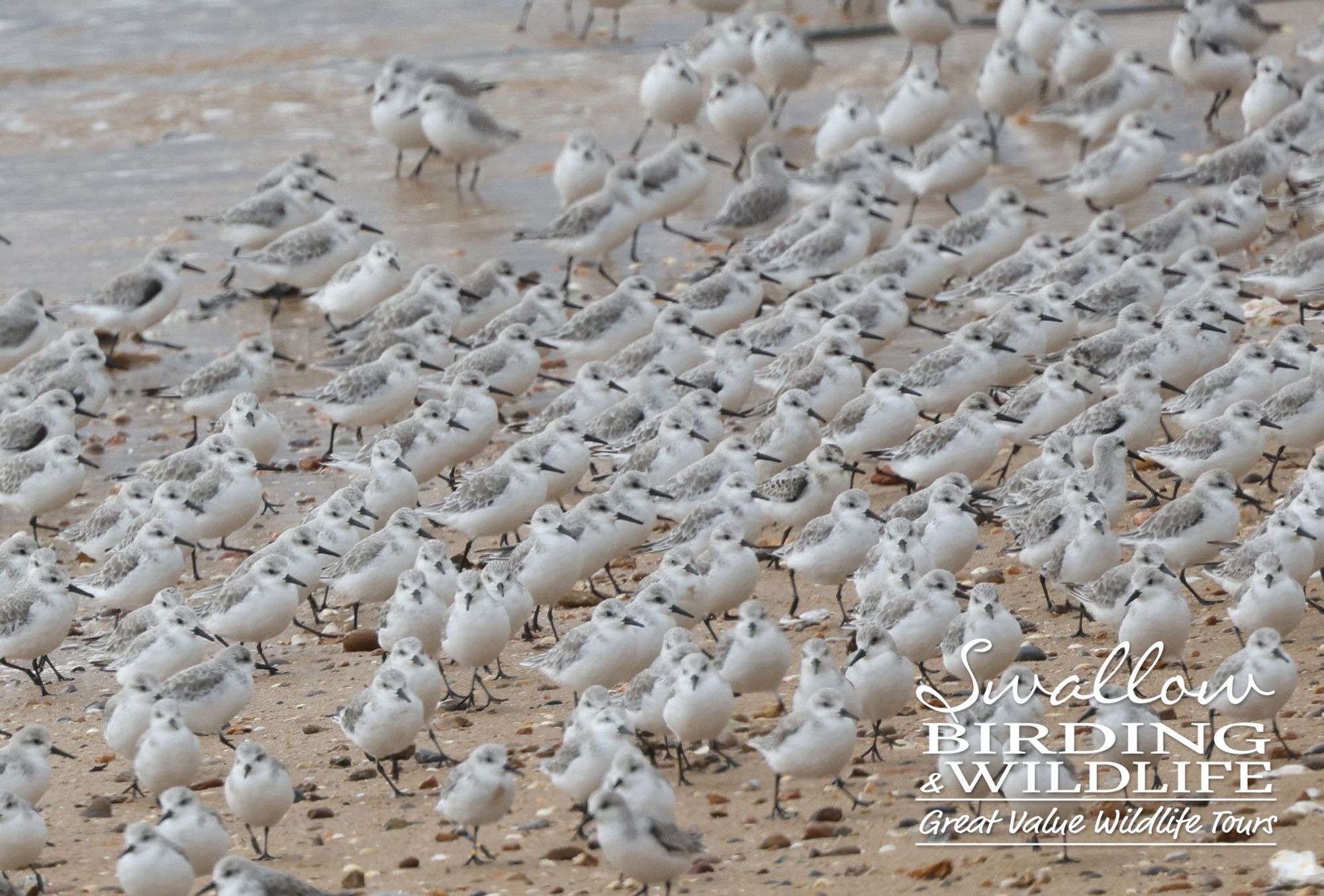 Sanderling