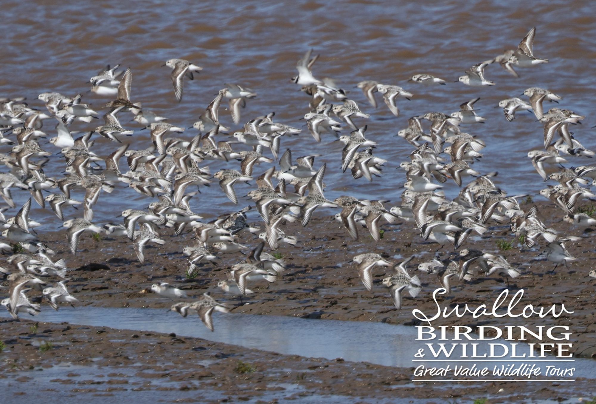 Sanderling