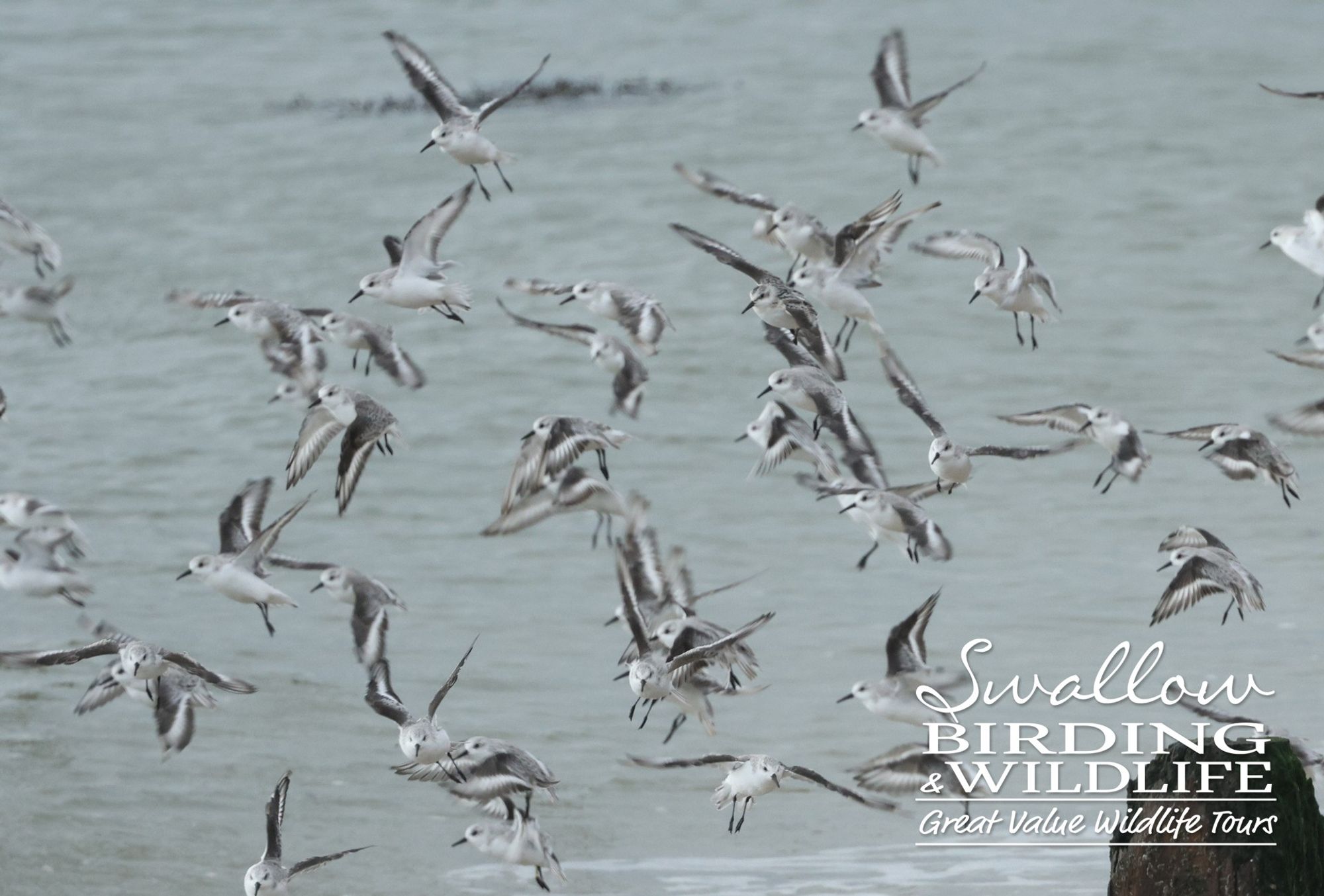 Sanderling