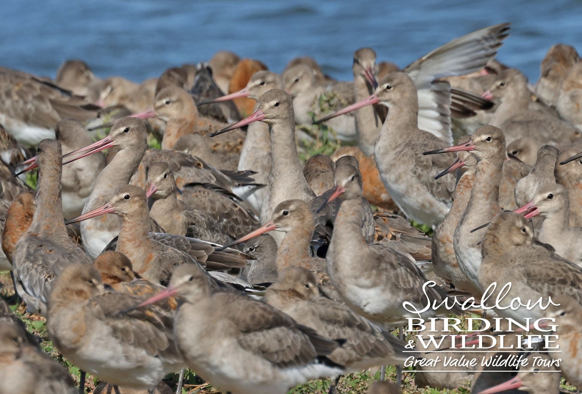 Black-tailed Godwits