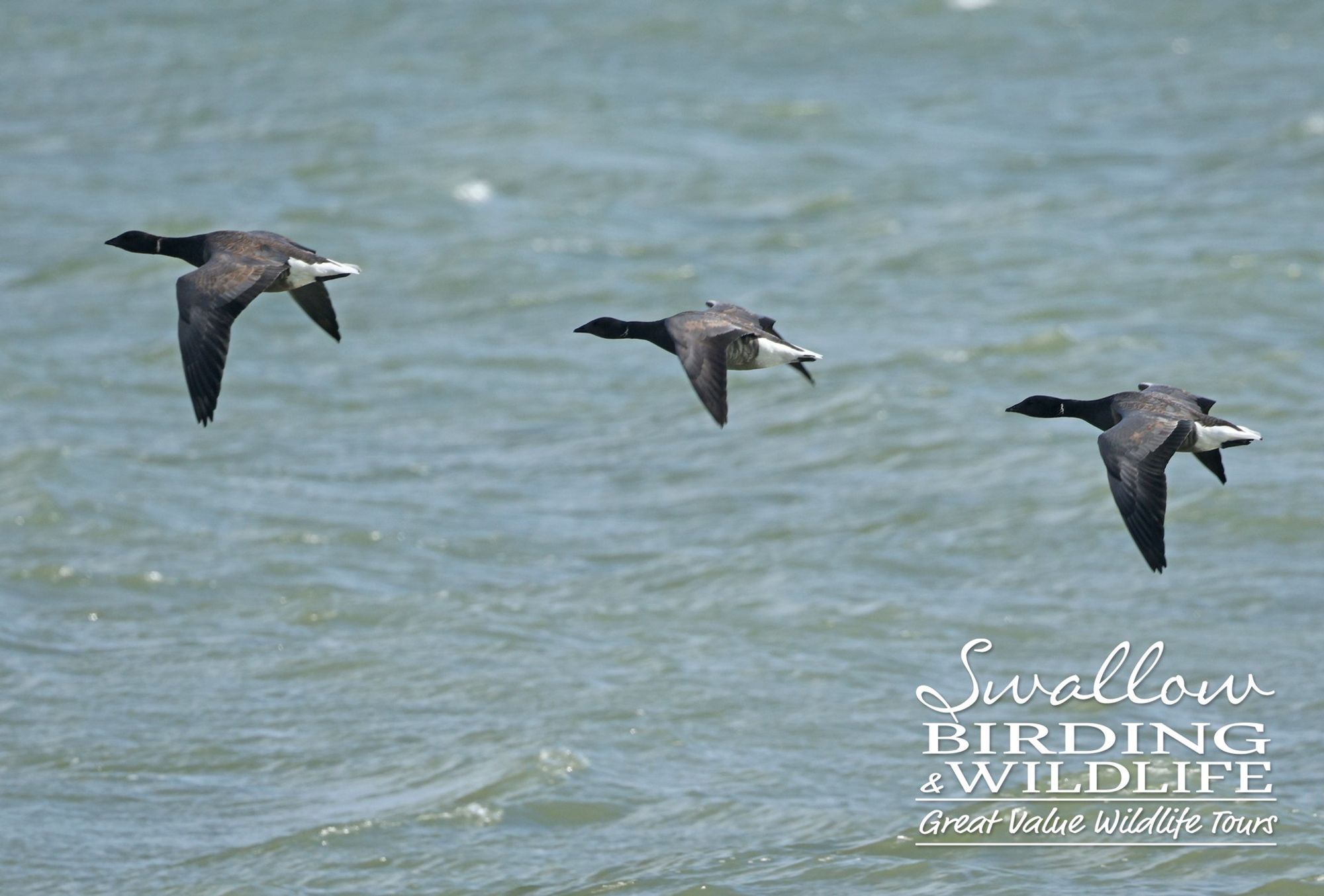 Dark-bellied Brent Geese