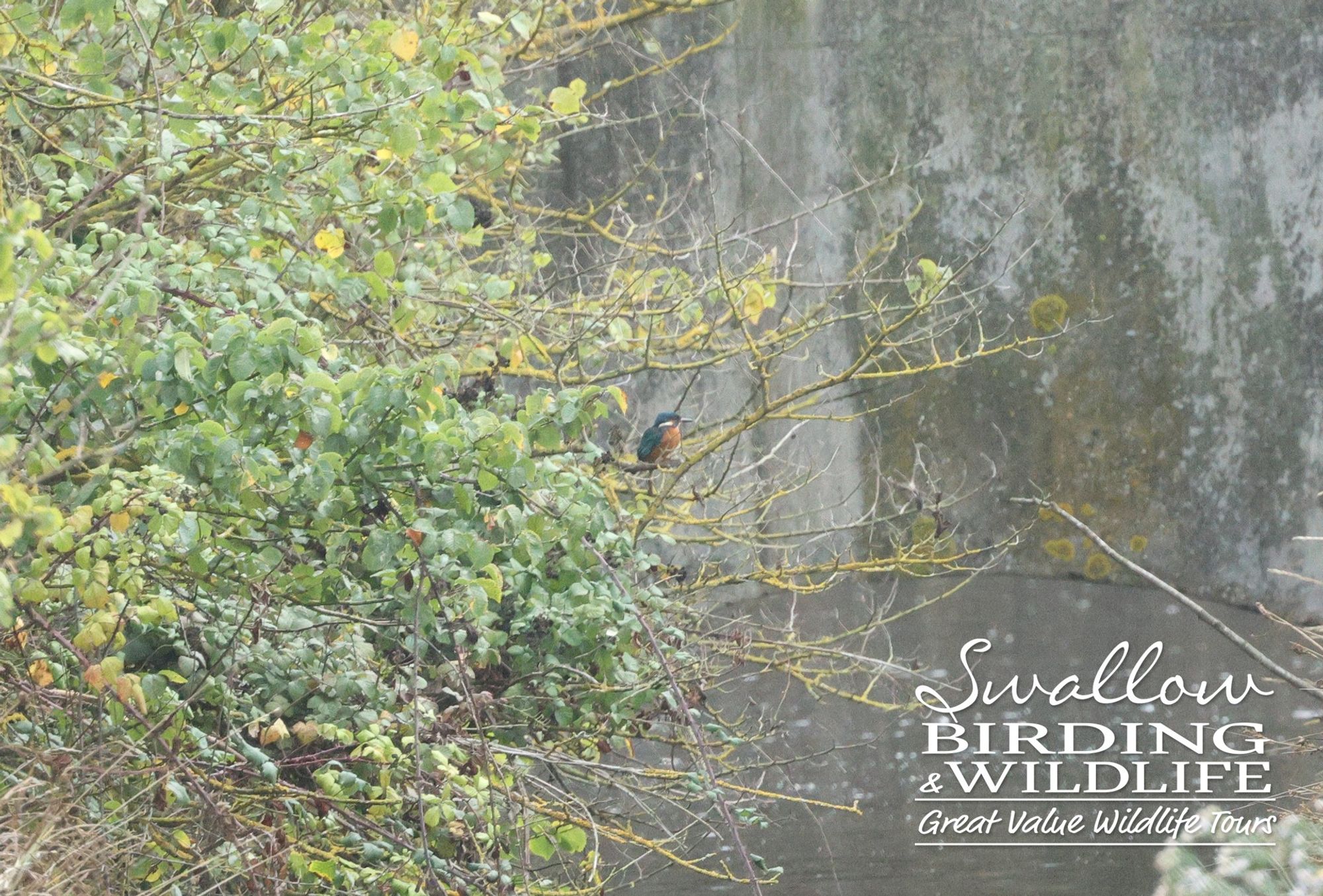 Common Kingfisher