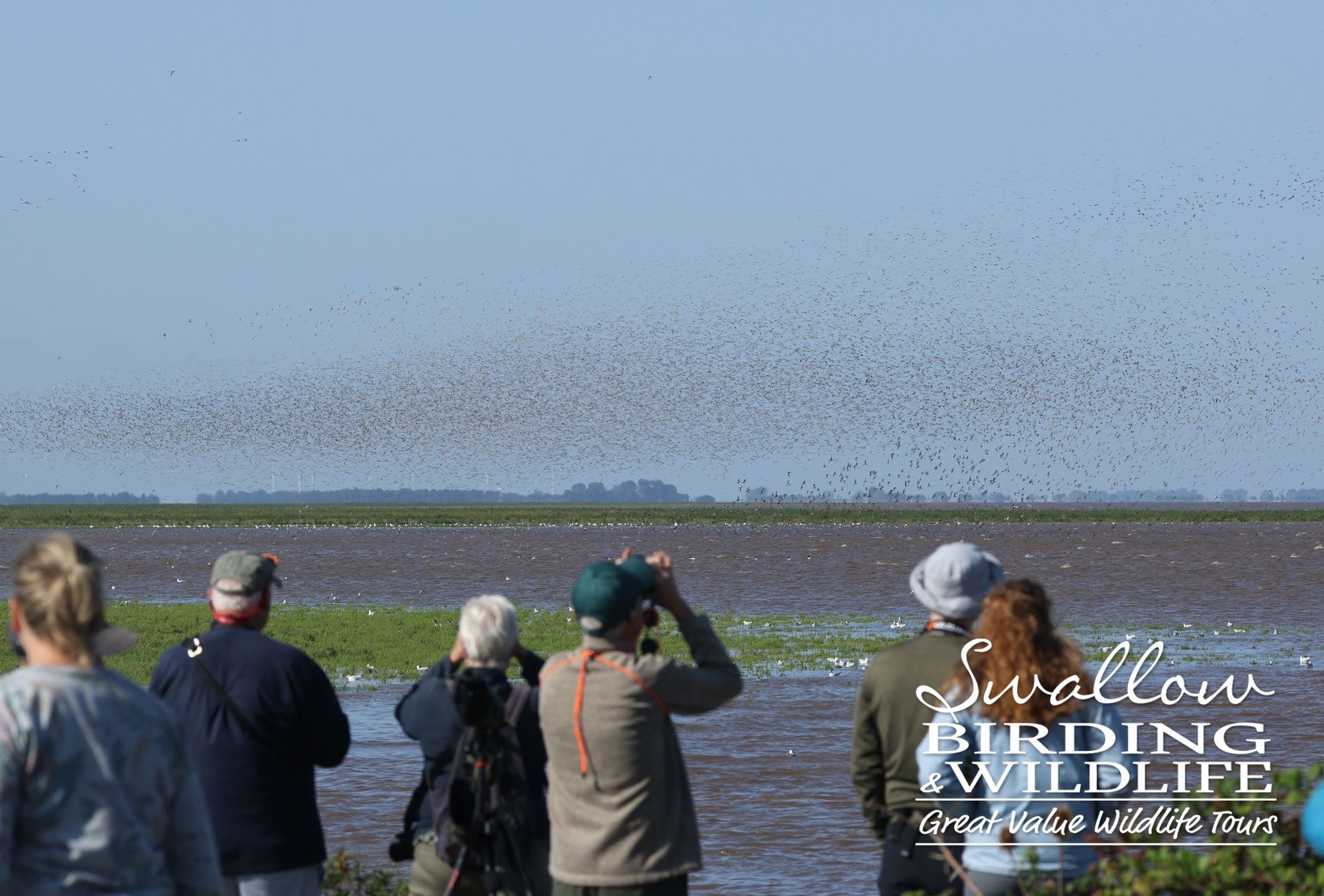 Watching the wader spectacular