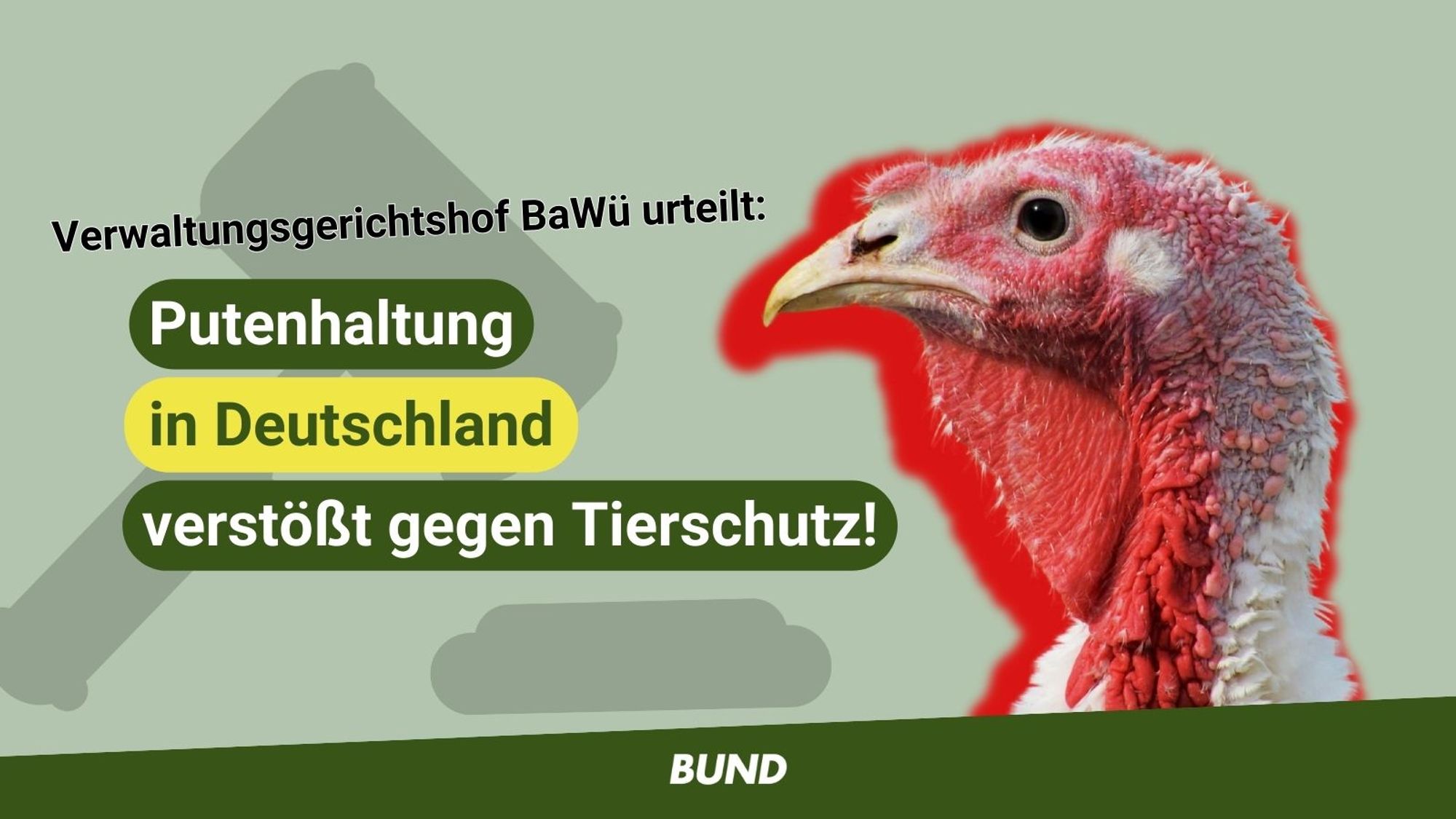 Text: Verwaltungsgerichtshof BaWü urteilt: Putenhaltung in Dutschland verstößt gegen den Tierschutz. Abbildung: Kopf einer Pute im Profil, Hammer-Symbol für Gericht im Hintergrund.