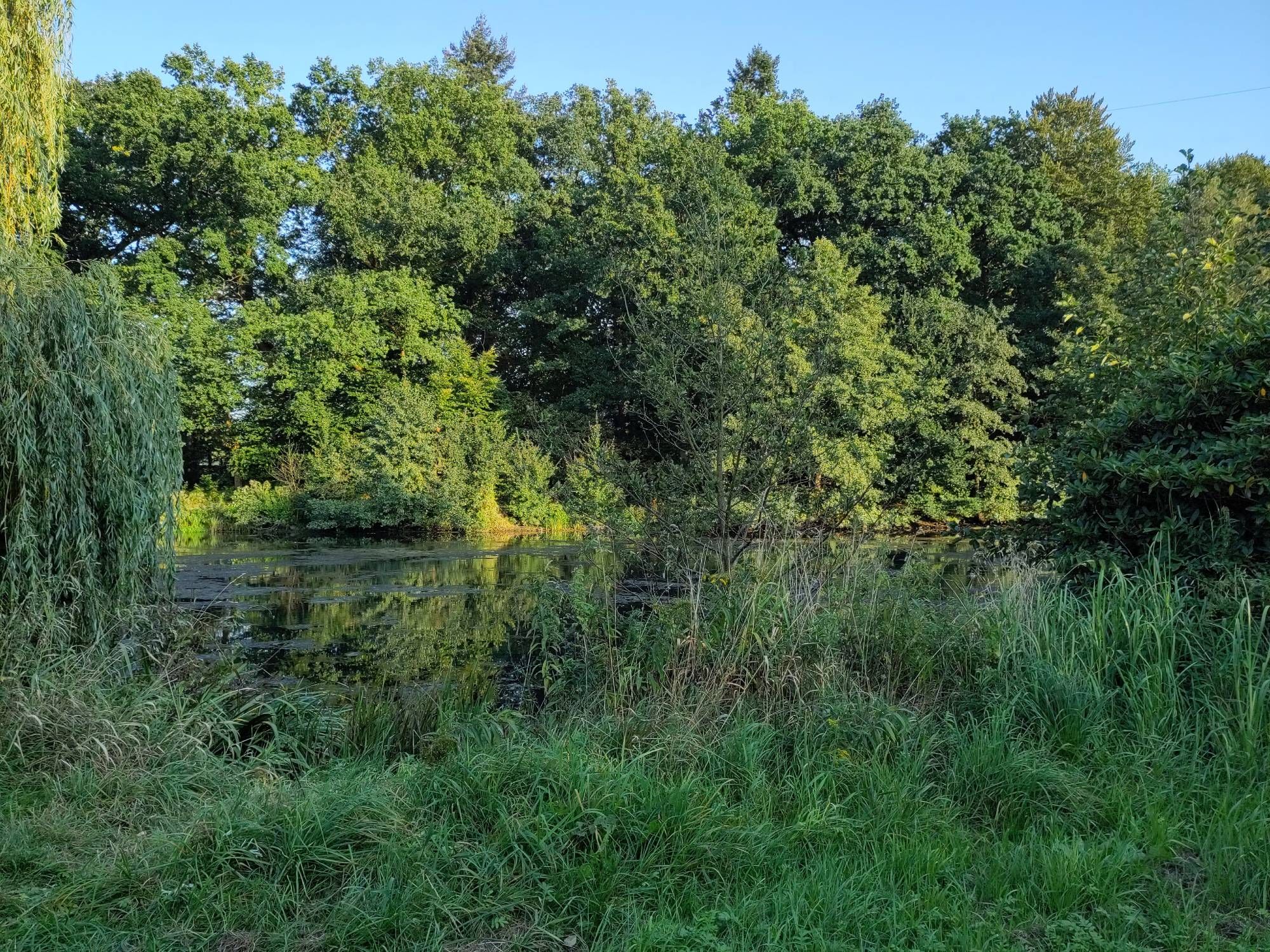 Bisschen Natur, die ich gestern gesehen hab. Grüne Bäume und grünes Gras um einen kleinen Teich.