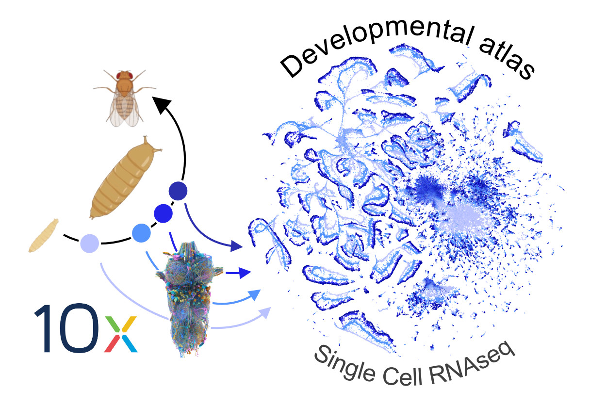 ALT text: A UMAP representation of a single cell RNAseq dataset from the Drosophila ventral nerve cord as well as images of the Drosophila nerve cord connectome and different stages of fly development.