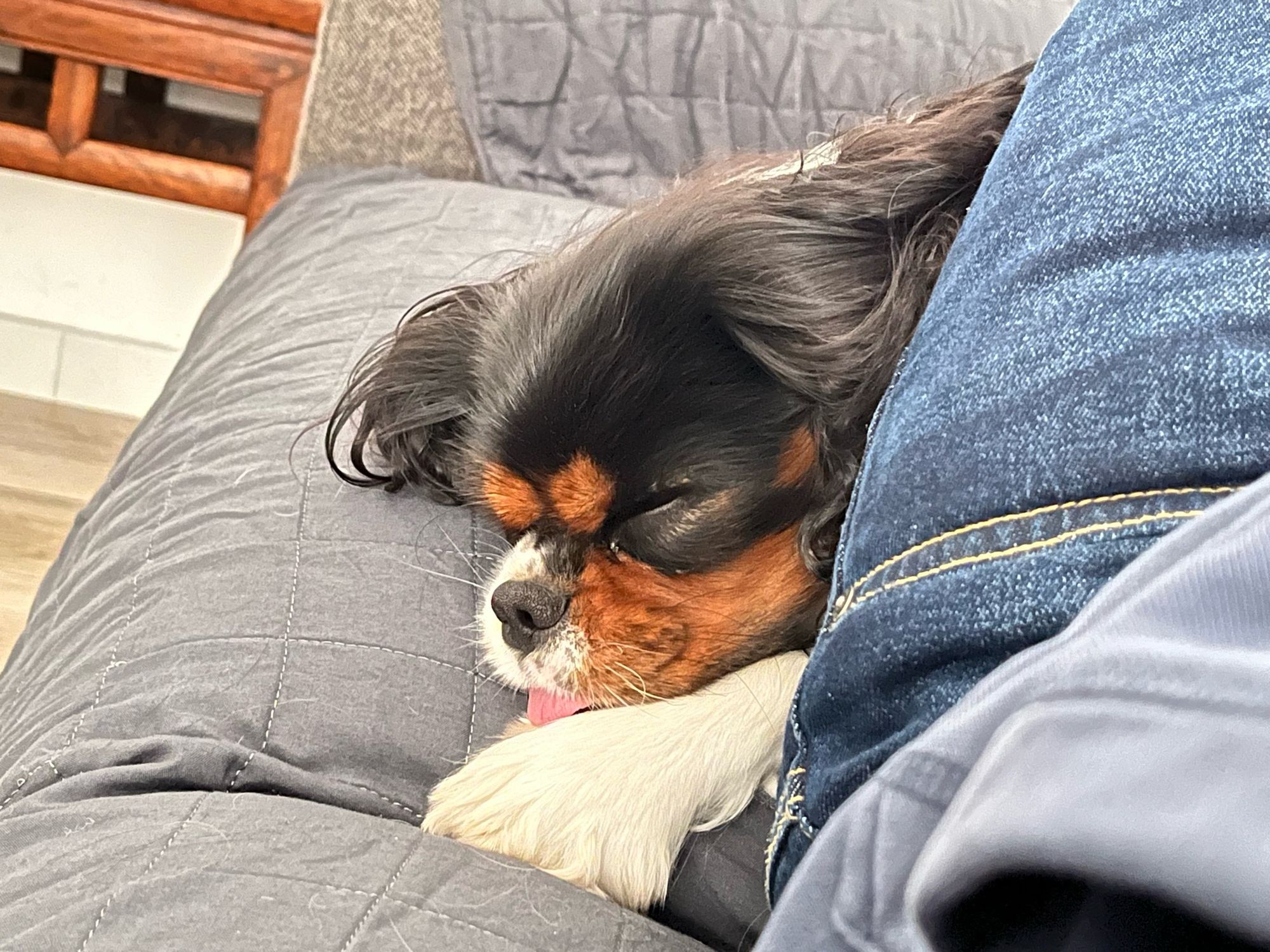 Ben (cavalier king) che dorme