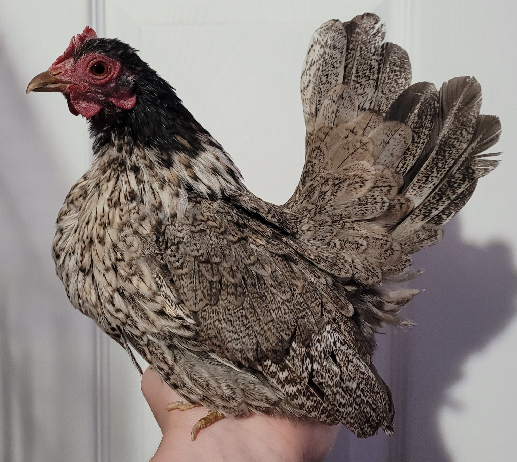 A small brown chicken perched on a hand.