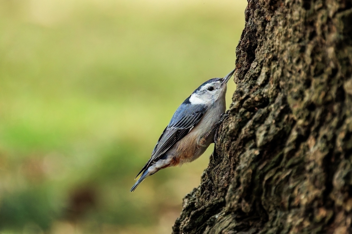 A small bird with blue-gray feathers clings to the side of a tree trunk.