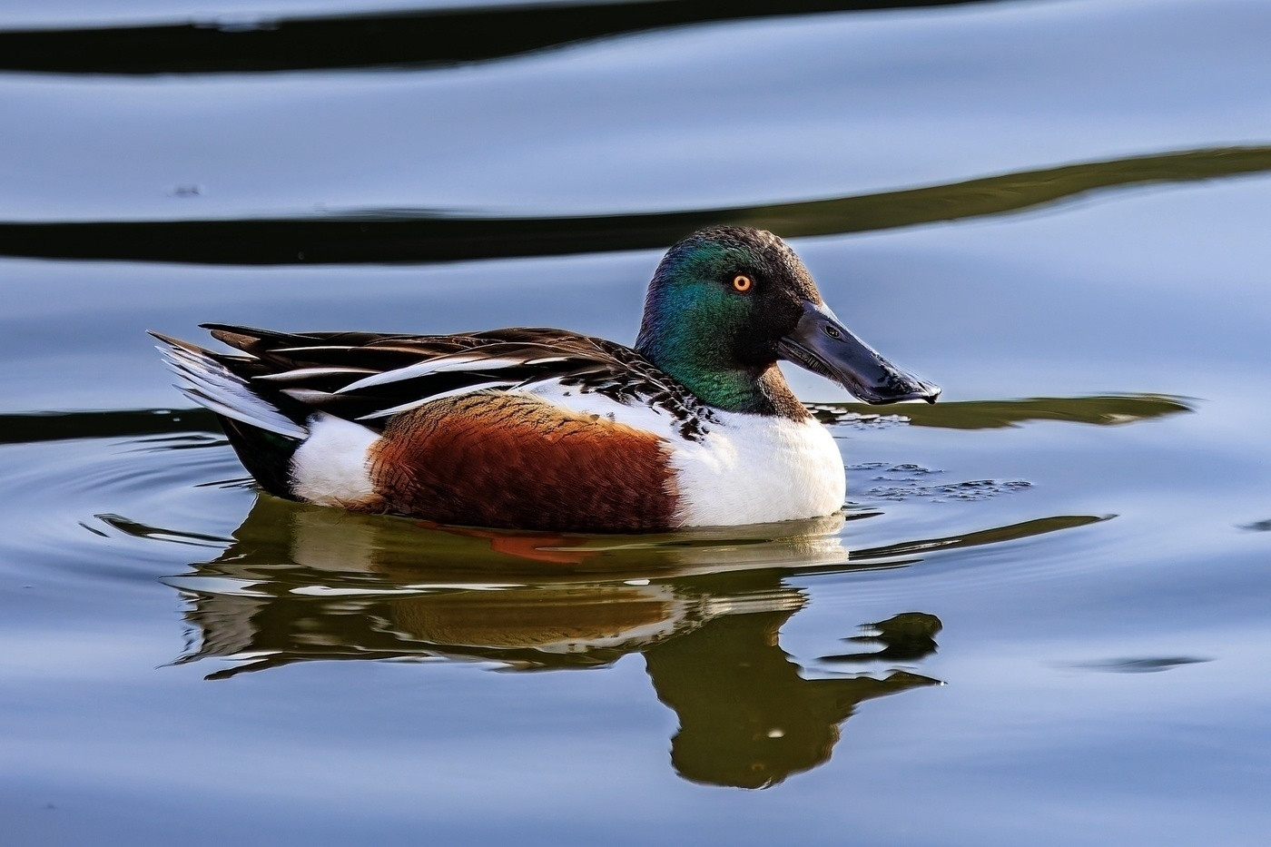 A colorful duck with a distinctive shovel-shaped bill is swimming on calm water.