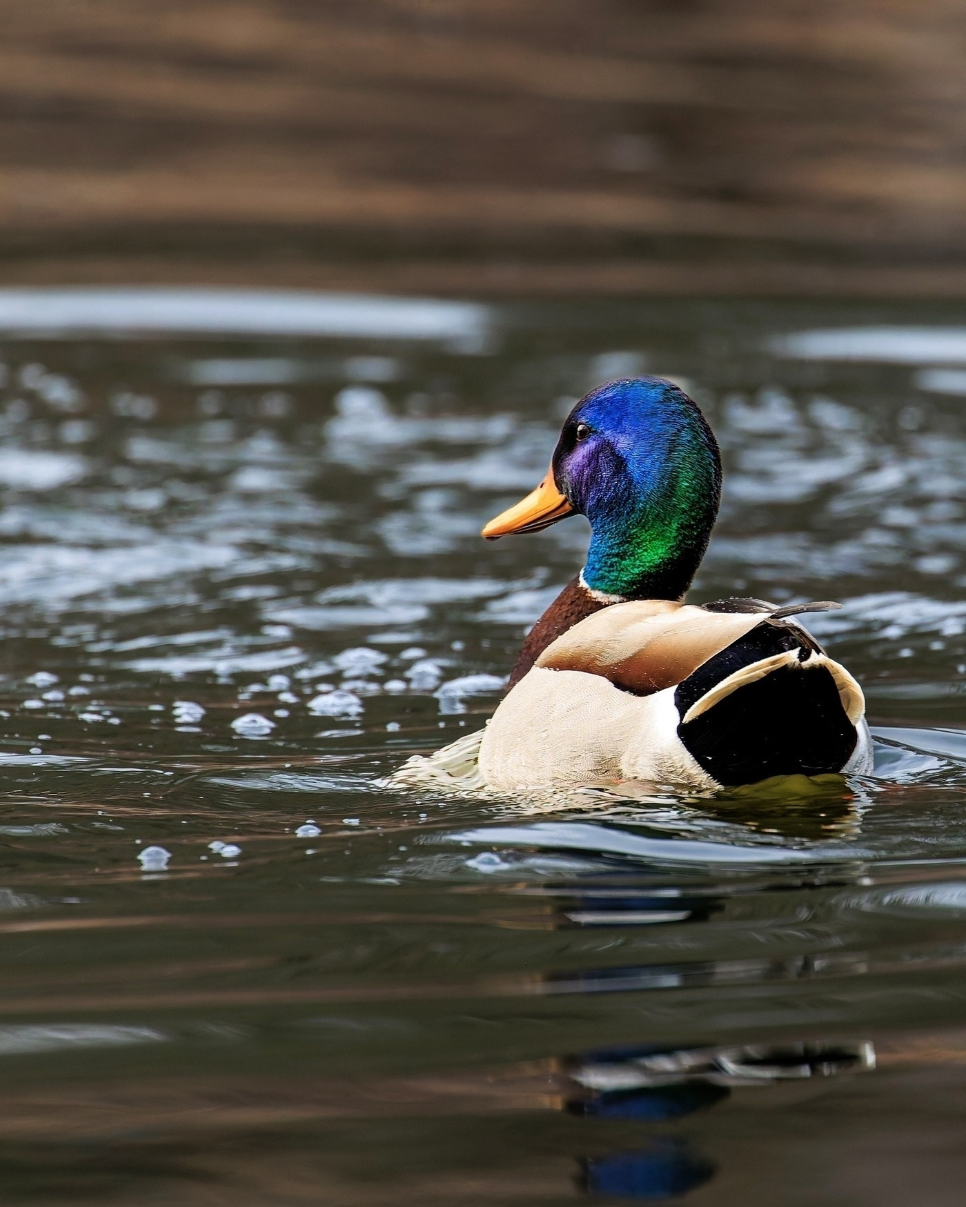 A mallard duck is swimming on a calm body of water.