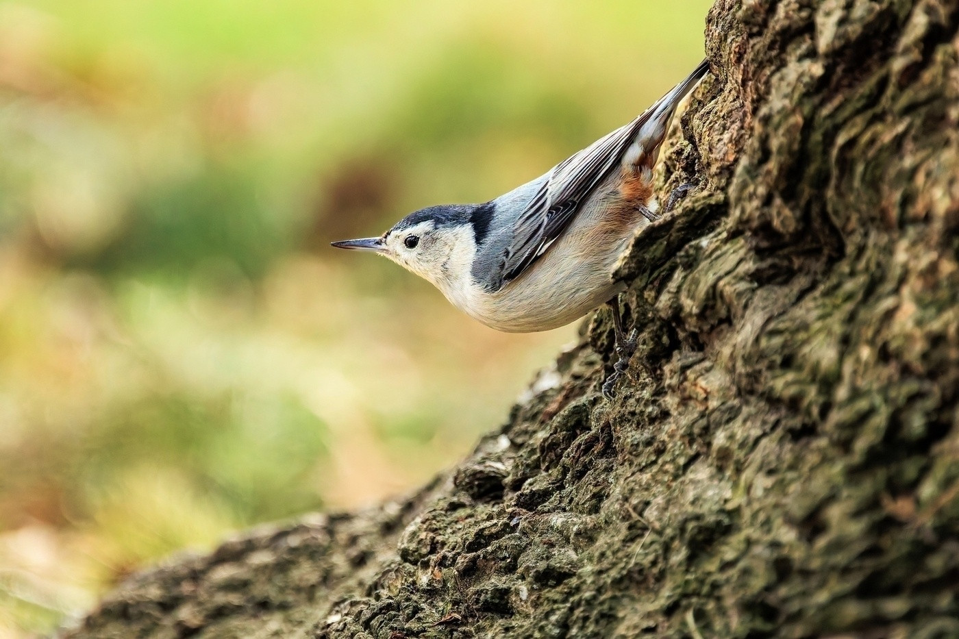 A small bird with a white belly and blue-gray back is perched on the side of a tree trunk.