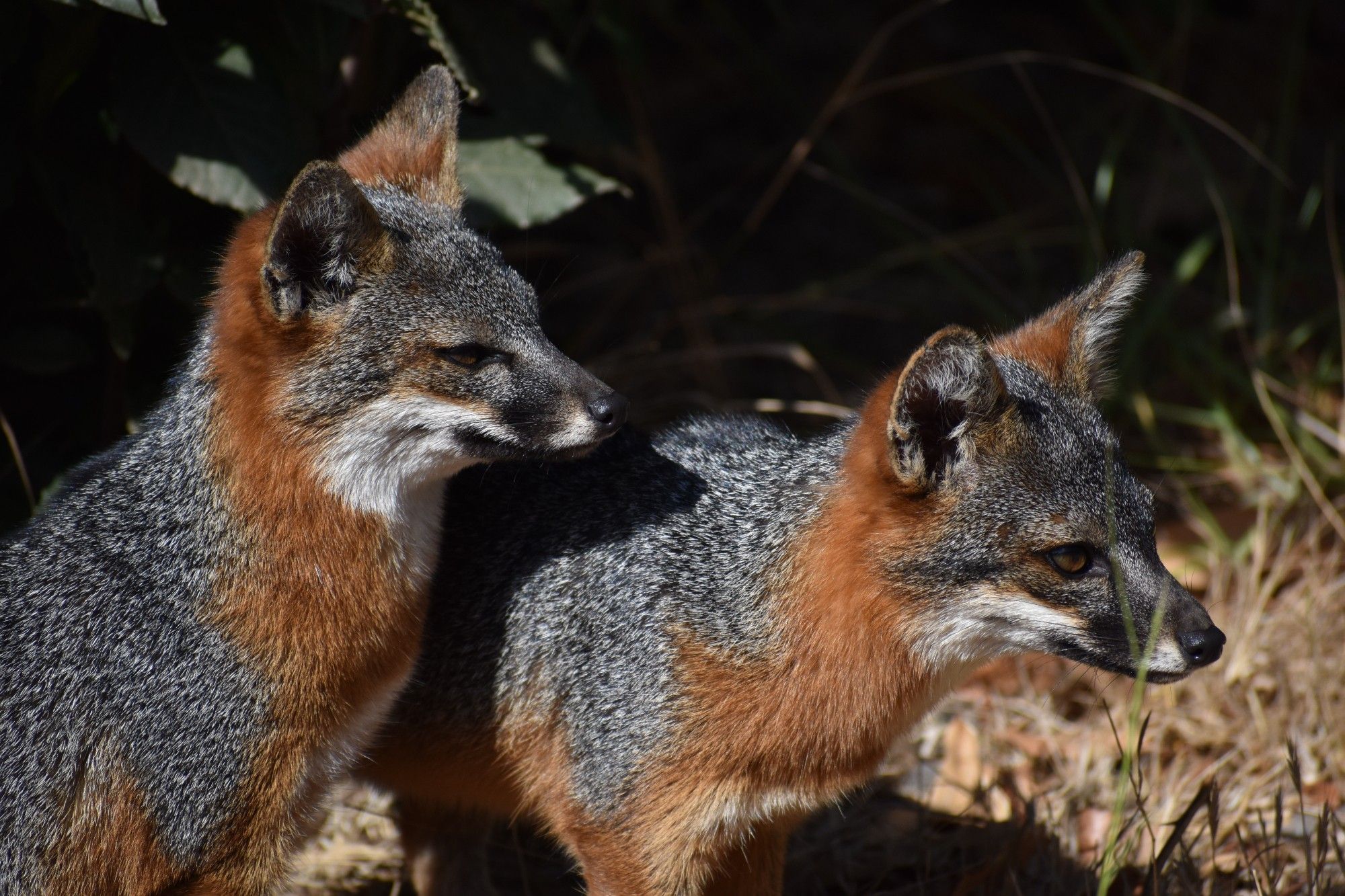 Two Santa Cruz island foxes