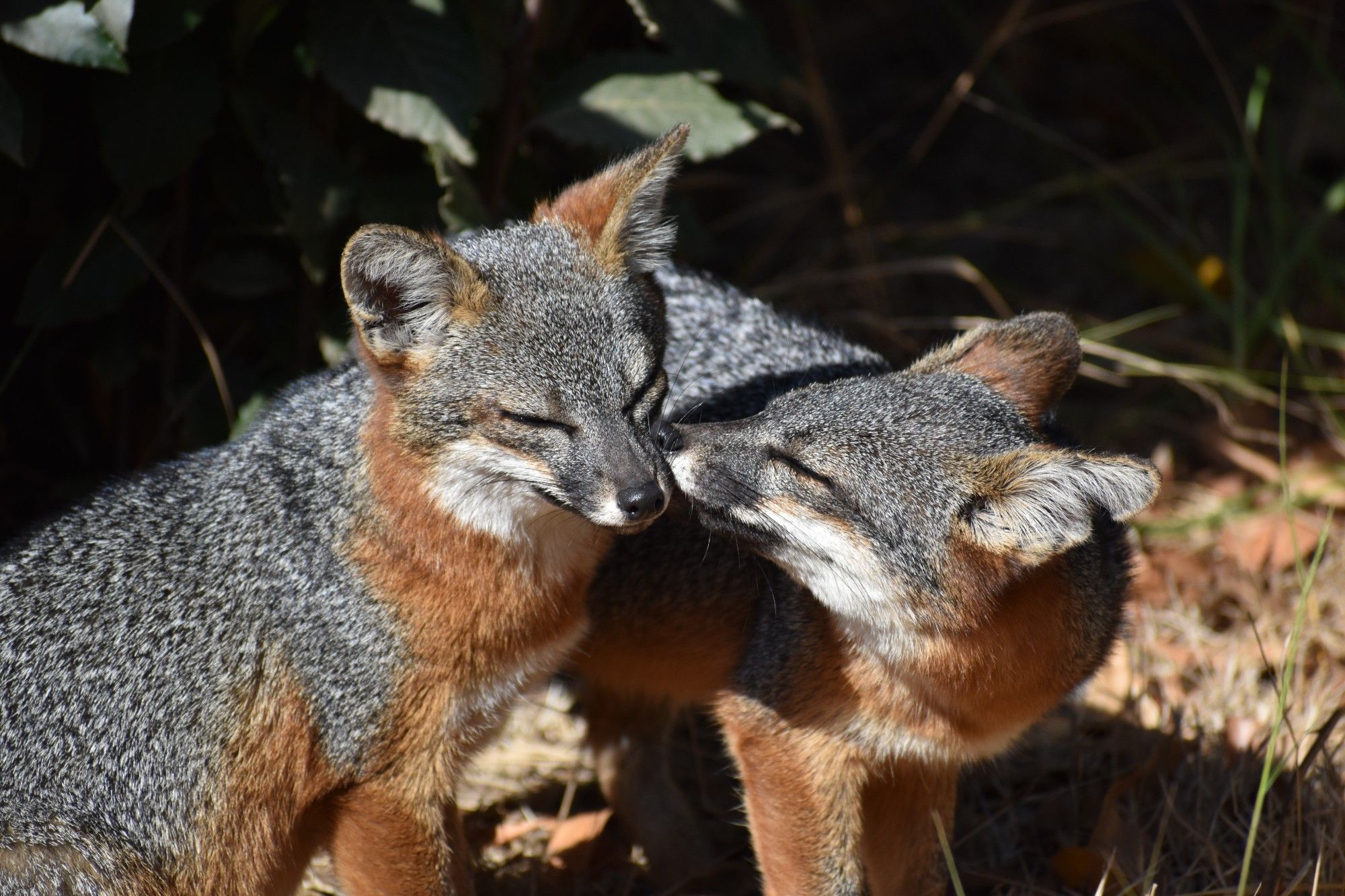 Two Santa Cruz island foxes - one is licking the others' muzzle