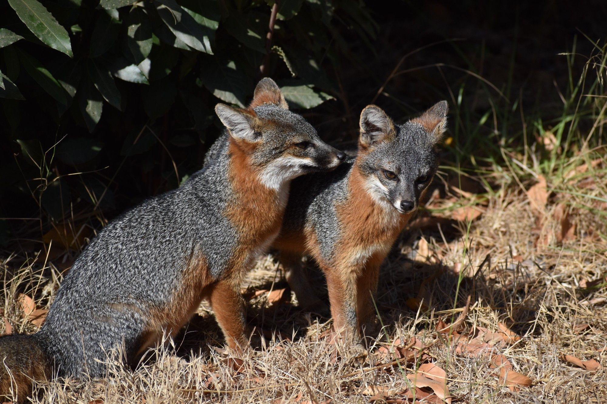 Two Santa Cruz island foxes