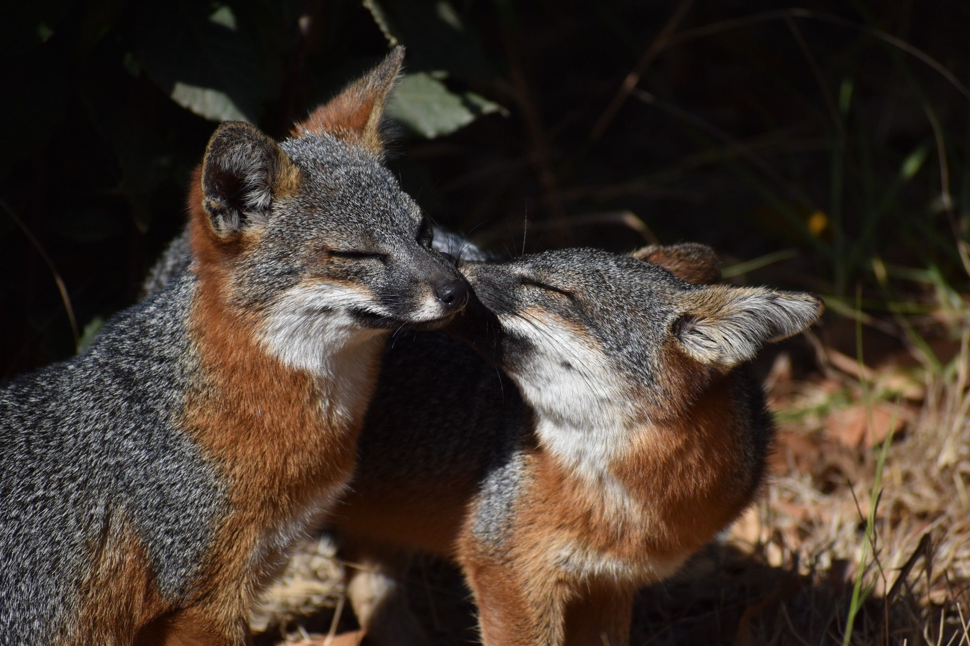 Two Santa Cruz island foxes - one is licking the others' muzzle