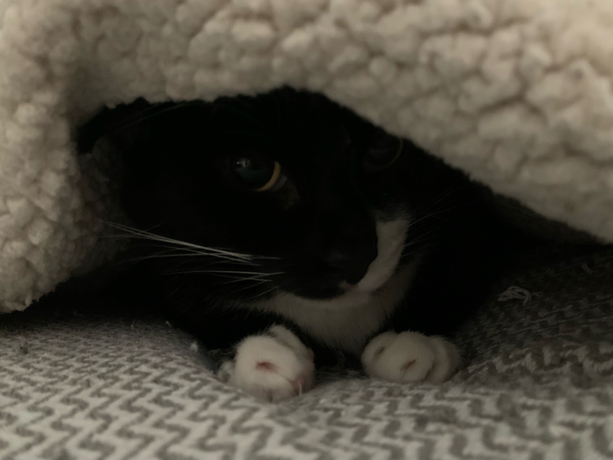 Tuxedo kitty Perry tucked under a fluffy throw blanket, her little face and white paws barely visible