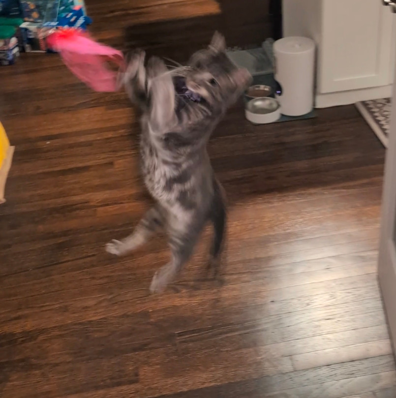 A blurry image of a gray cat with tiger stripes and a spotted belly leaping into the air with paws outstretched to grab a dangling pink toy.