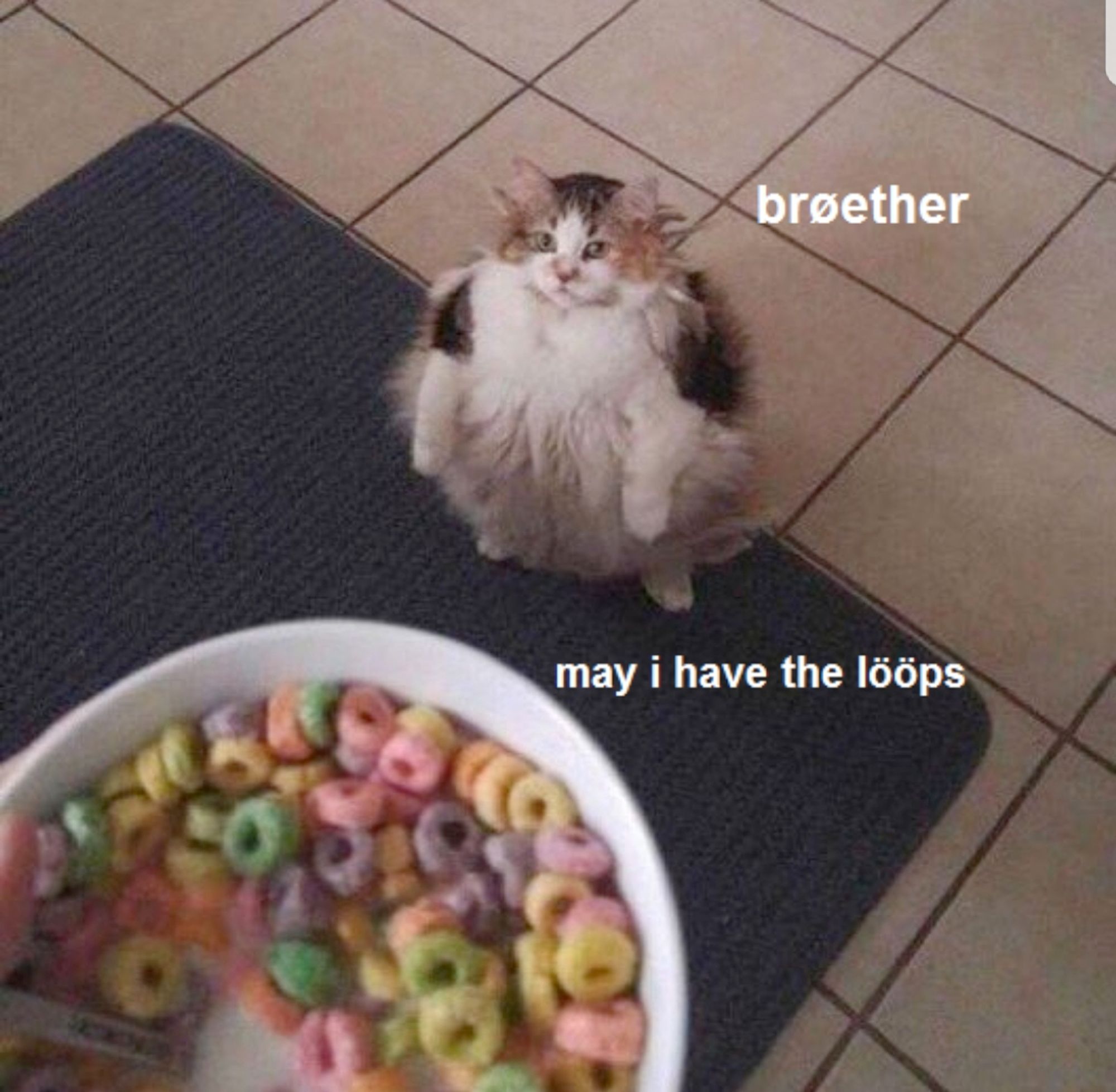 a very old meme of a spherical long haired cat saying "broether may i have the loops" while looking at a bowl of fruit loops that an offscreen hand is holding