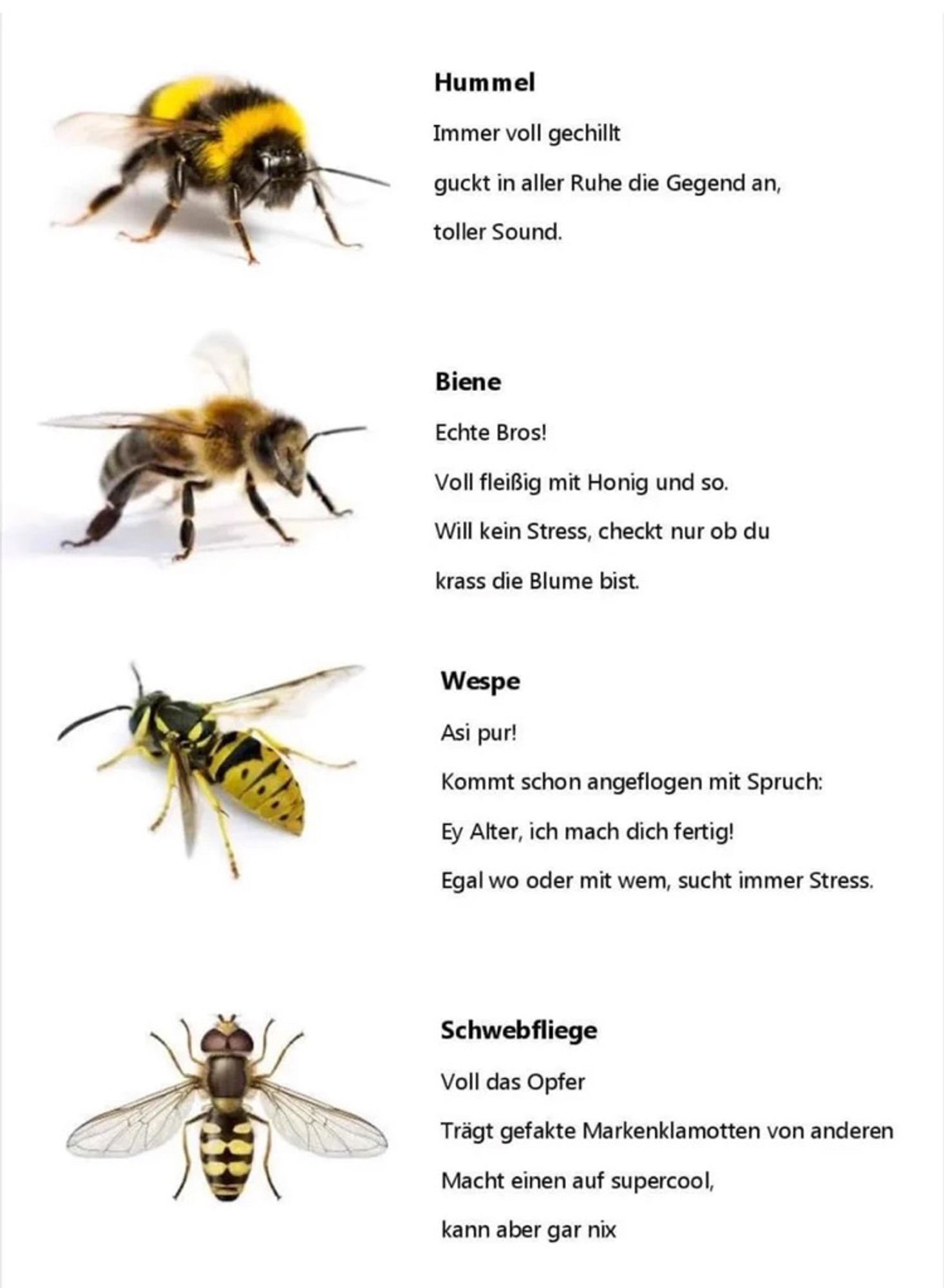 Hummel: immer voll gechillt, guckt in aller Ruhe die Gegend an, toller Sound.
Biene: echte Bros! Voll fleißig mit Honig und so. Will keinen Stress, checkt nur ob su krass die Blume bist
Wespe: Asi pur! Kommt schon angeflogen mit Spruch: Ey Alter, ich mach dich fertig! Egal wo und mit wem, sucht immer Stress.
Schwebfliege: voll das Opfer, trägt gefakte Markenklamotten von anderen, macht einen auf supercool, kann aber nix