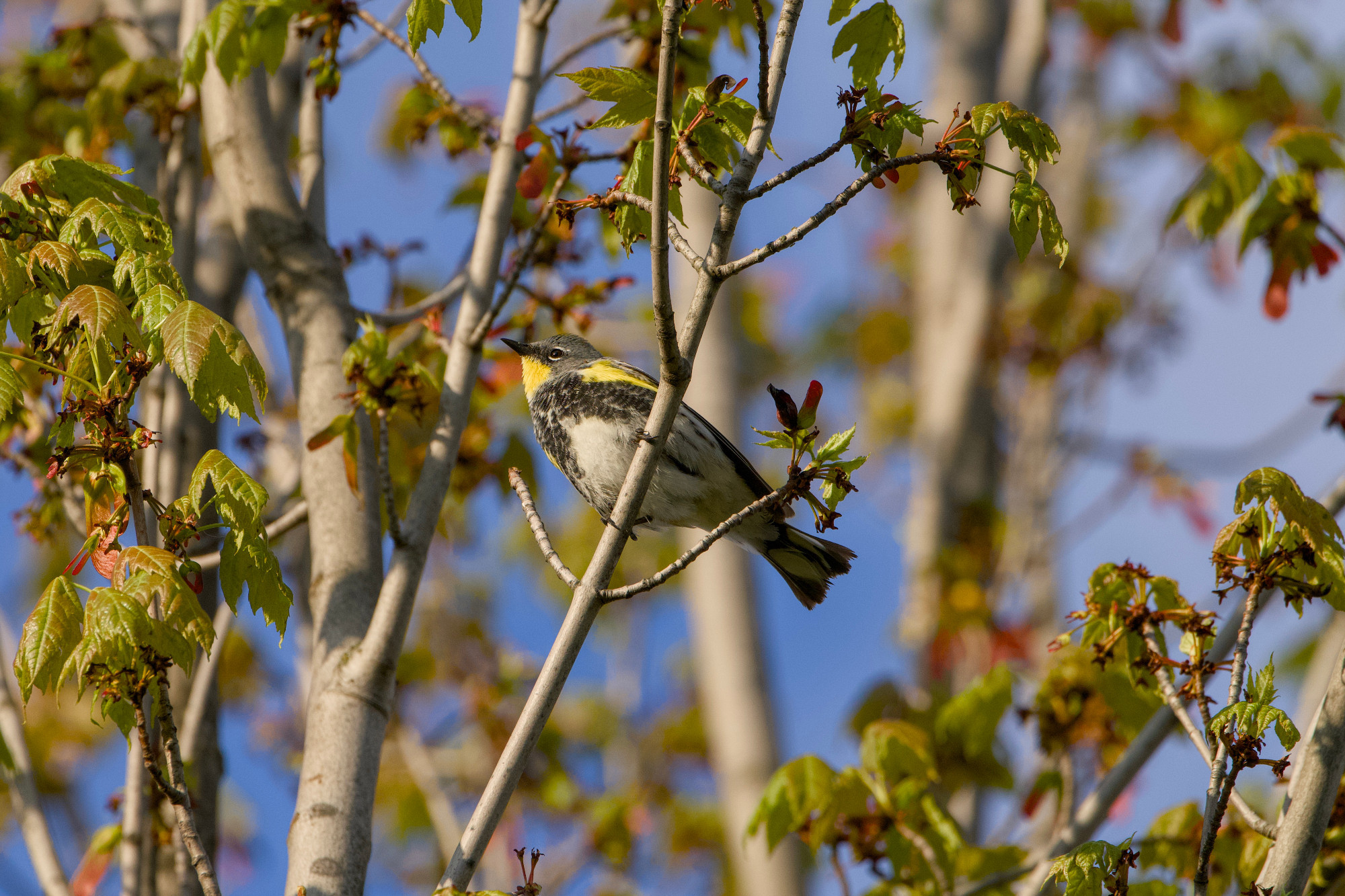 A male Yellow-rumped Warbler, Audubon's subspecies (yellow throat) is up in a tree. The light is low and a bit golden