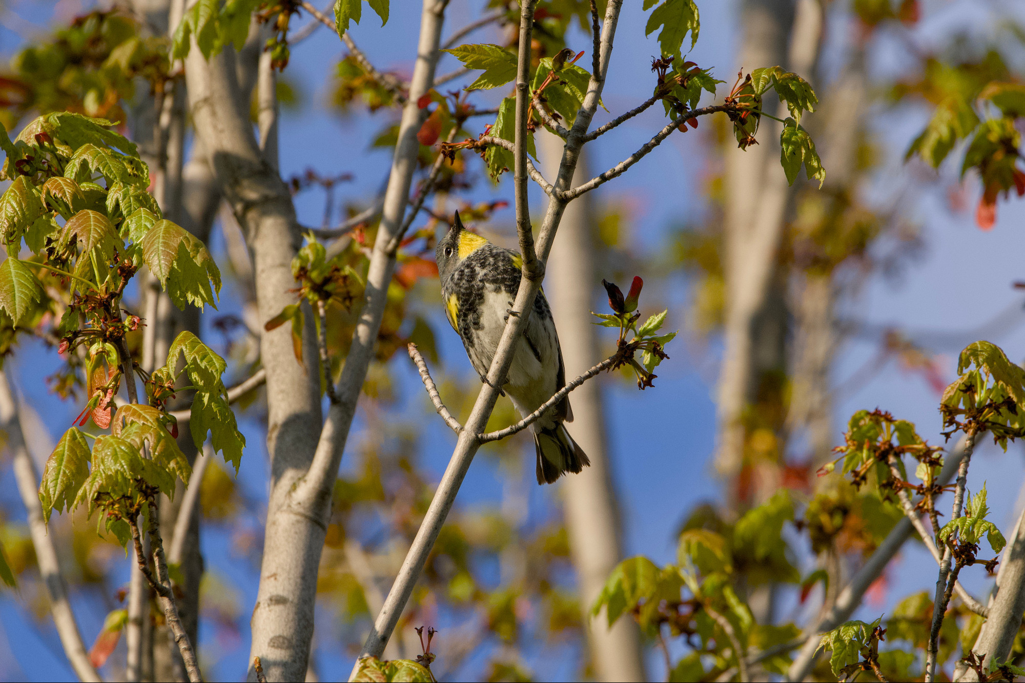 A male Yellow-rumped Warbler, Audubon's subspecies (yellow throat) is up in a tree. The light is low and a bit golden