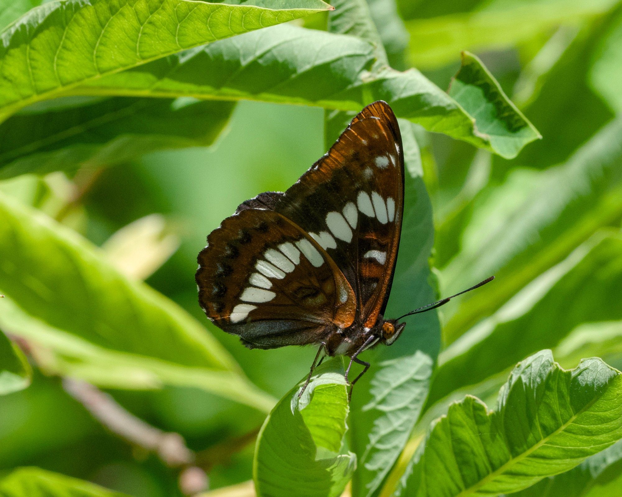 A Lorquin's Admiral butterfly, with sharp patterns of white, orange and brown, surrounded by greenery