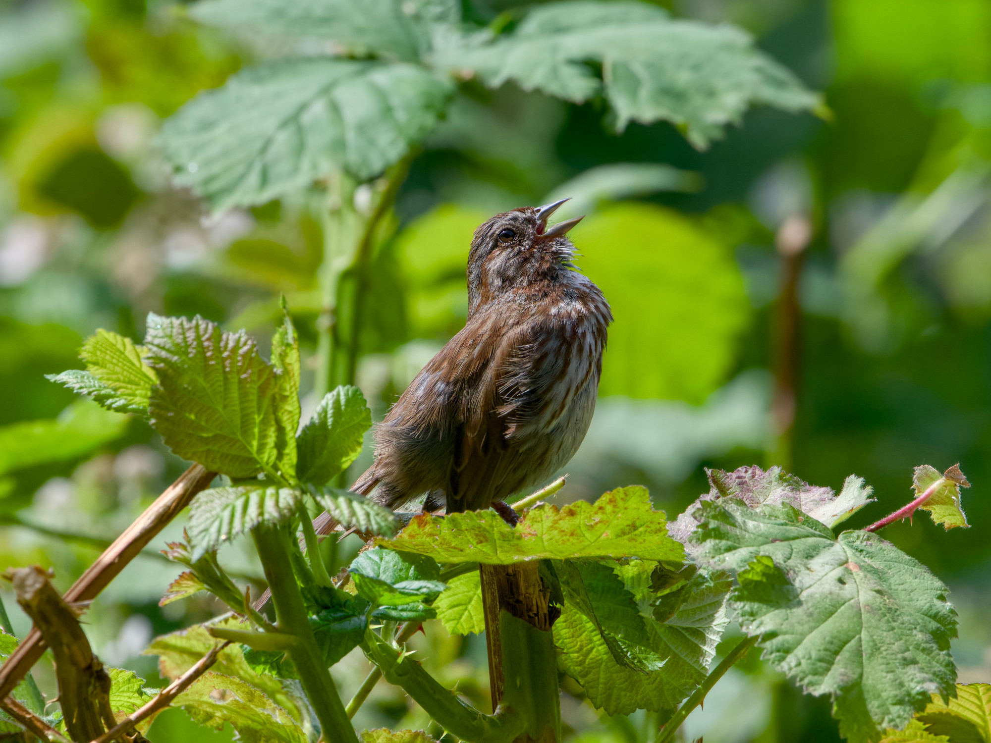 A Song Sparrow in a bush, surrounded by greenery, is belting out a song