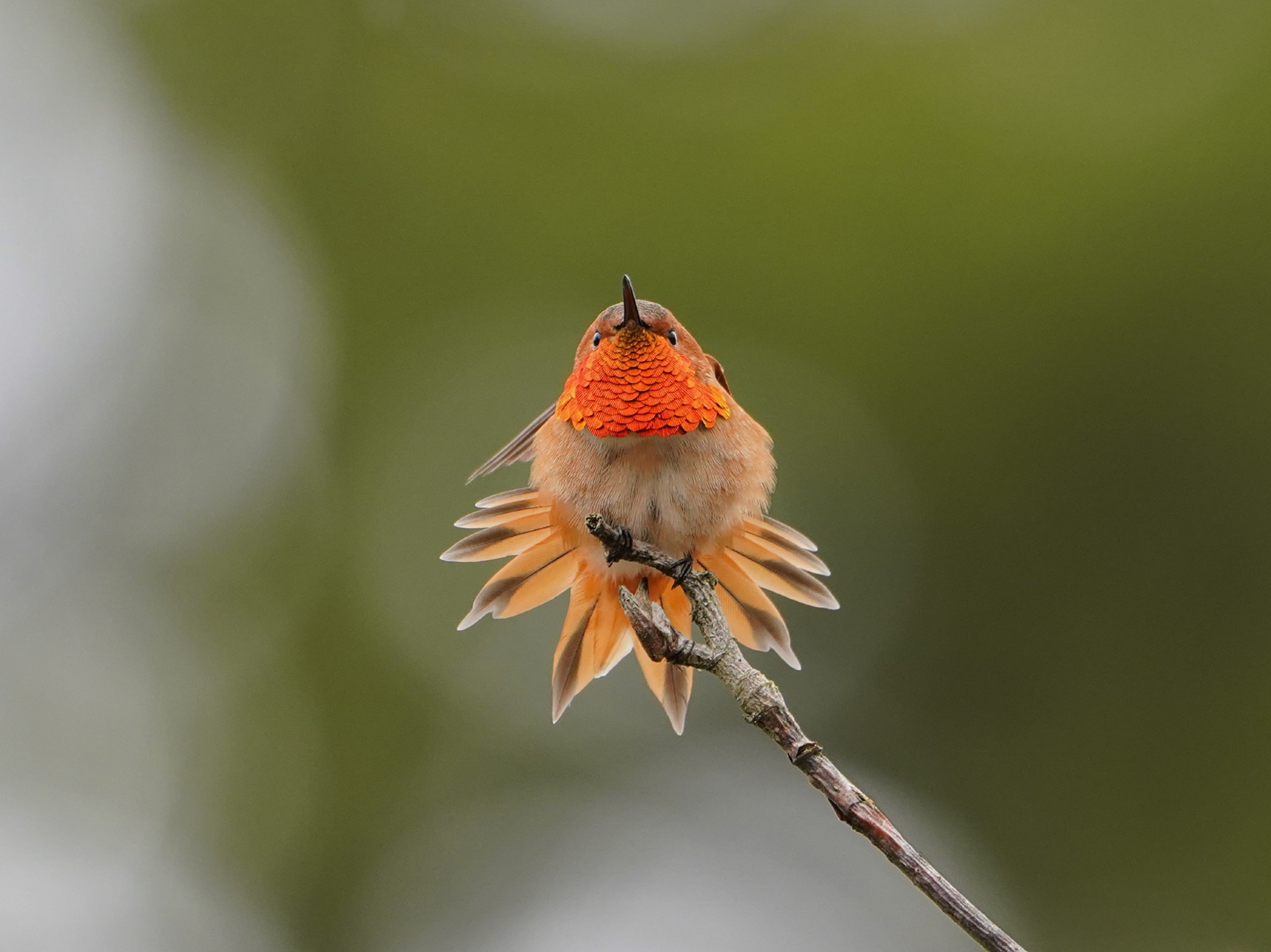 A male Rufous Hummingbird sitting on a branch a bit above eye level facing me, showing off its glowing orange gorget, and spreading its orange + brown tail out