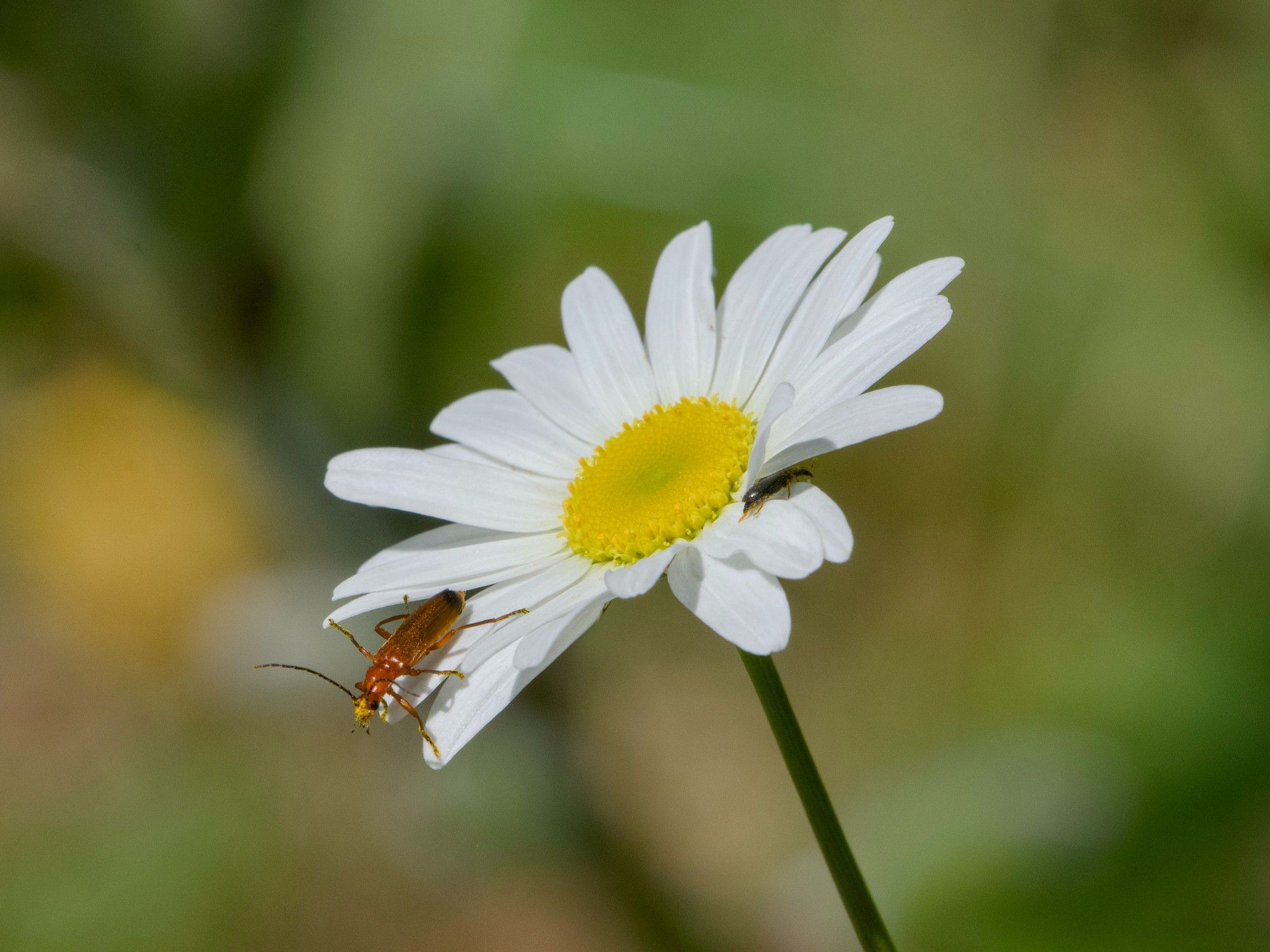 A red soldier beetle -- a skinny dark red beetle -- is standing at the edge of a daisy, its face yellow with pollen