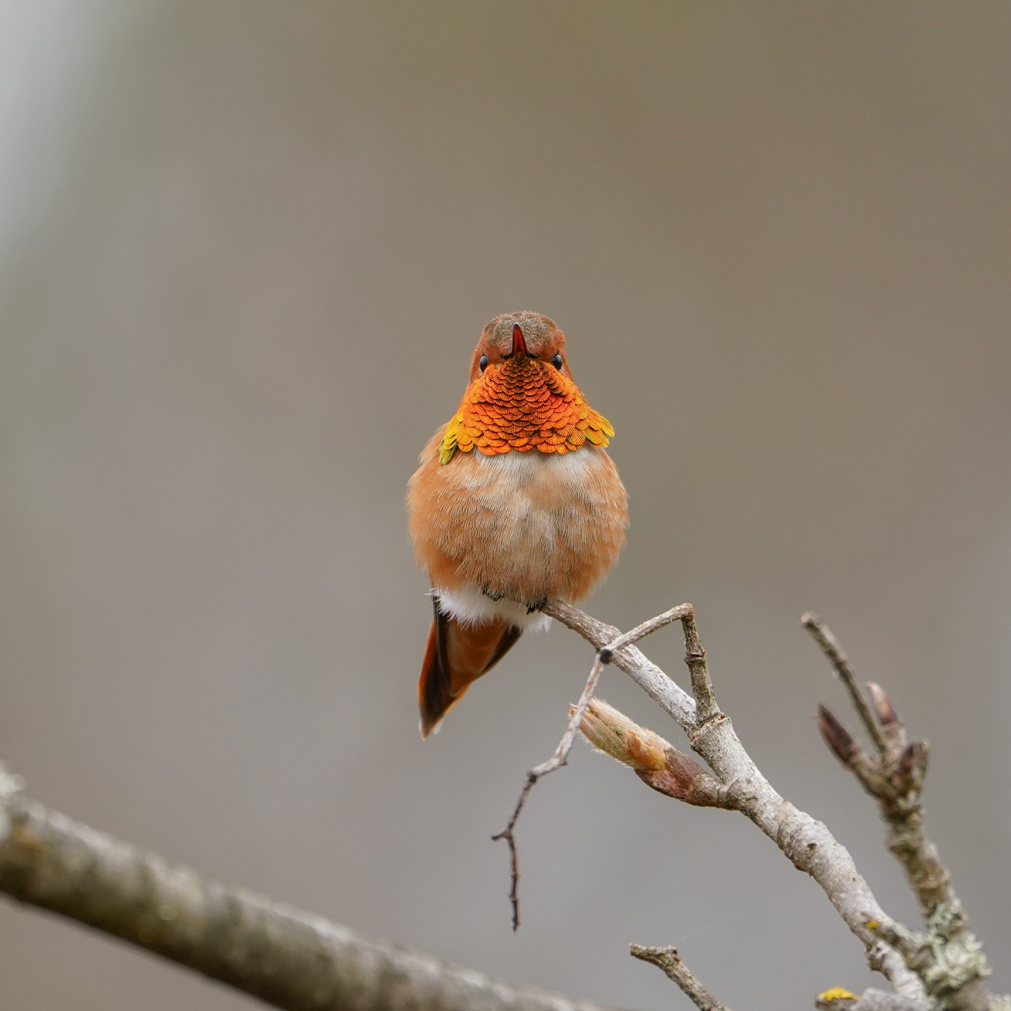 A male Rufous Hummingbird, sitting on a twig a bit above eye level. He is facing me, and his gorget is glowing orange