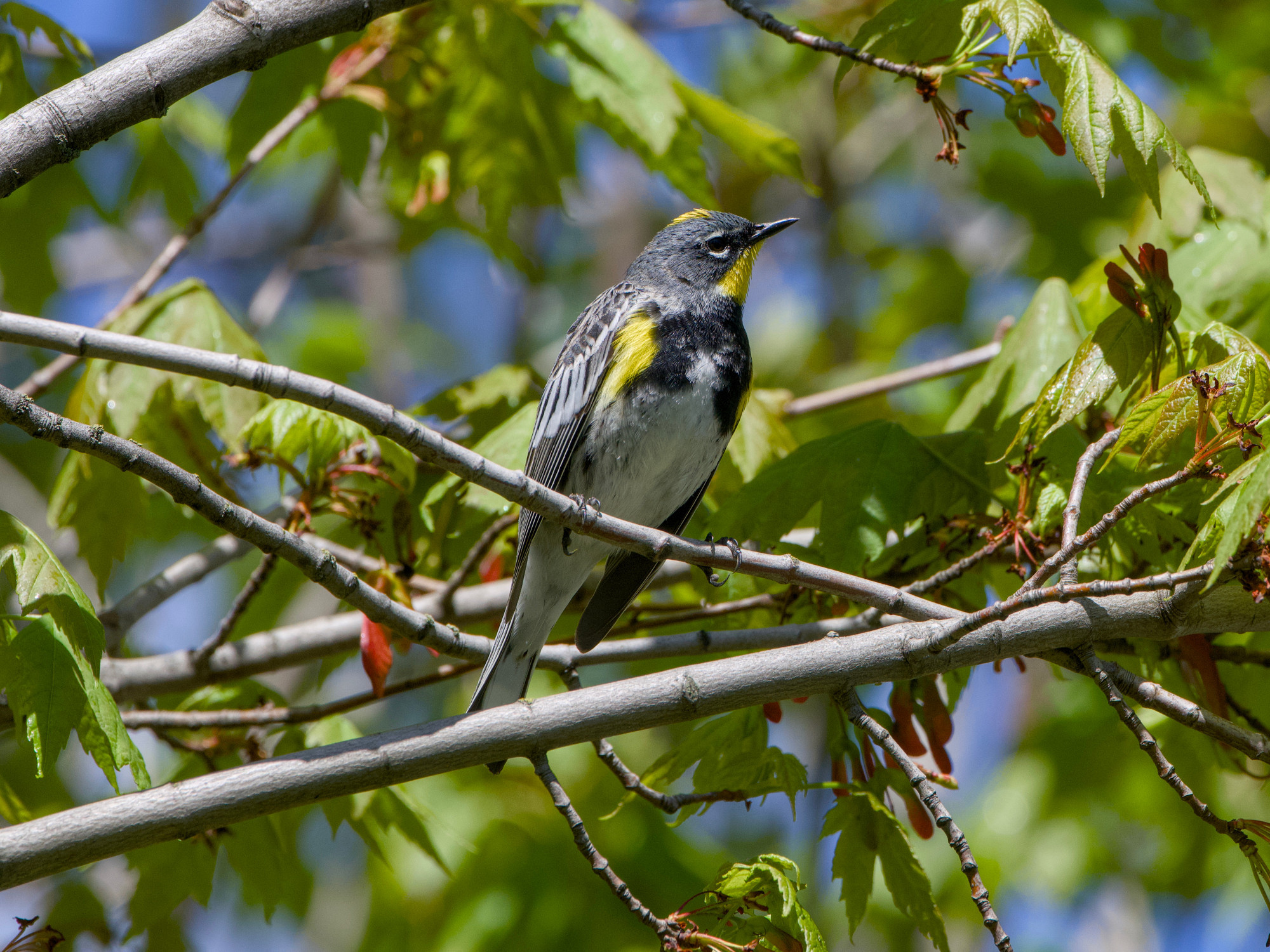 An male Audubon's Yellow-rumped Warbler (with yellow throat) is up in a tree, surrounded by green leaves