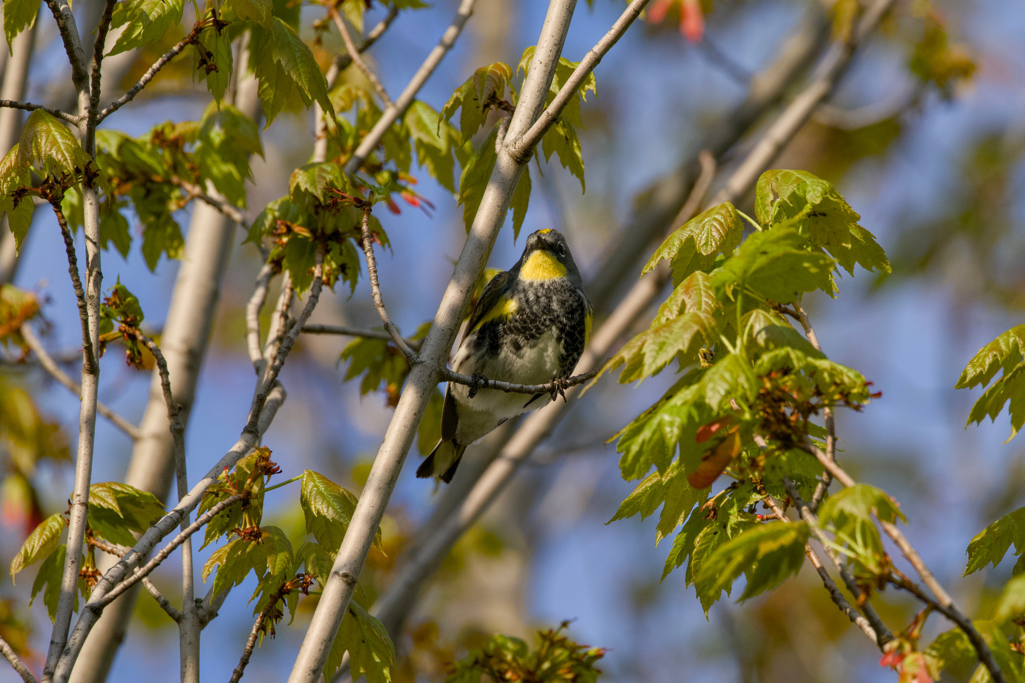 A male Yellow-rumped Warbler, Audubon's subspecies (yellow throat) is up in a tree. The light is low and a bit golden