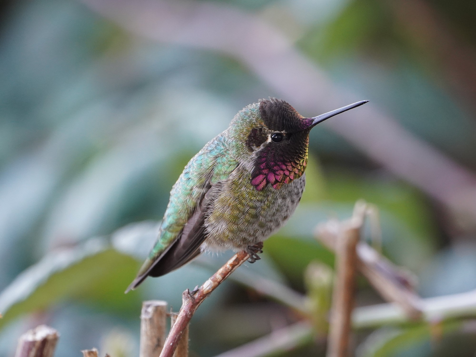 A male Anna's Hummingbird in the shade, sitting on a twig. His gorget is partly iridescing