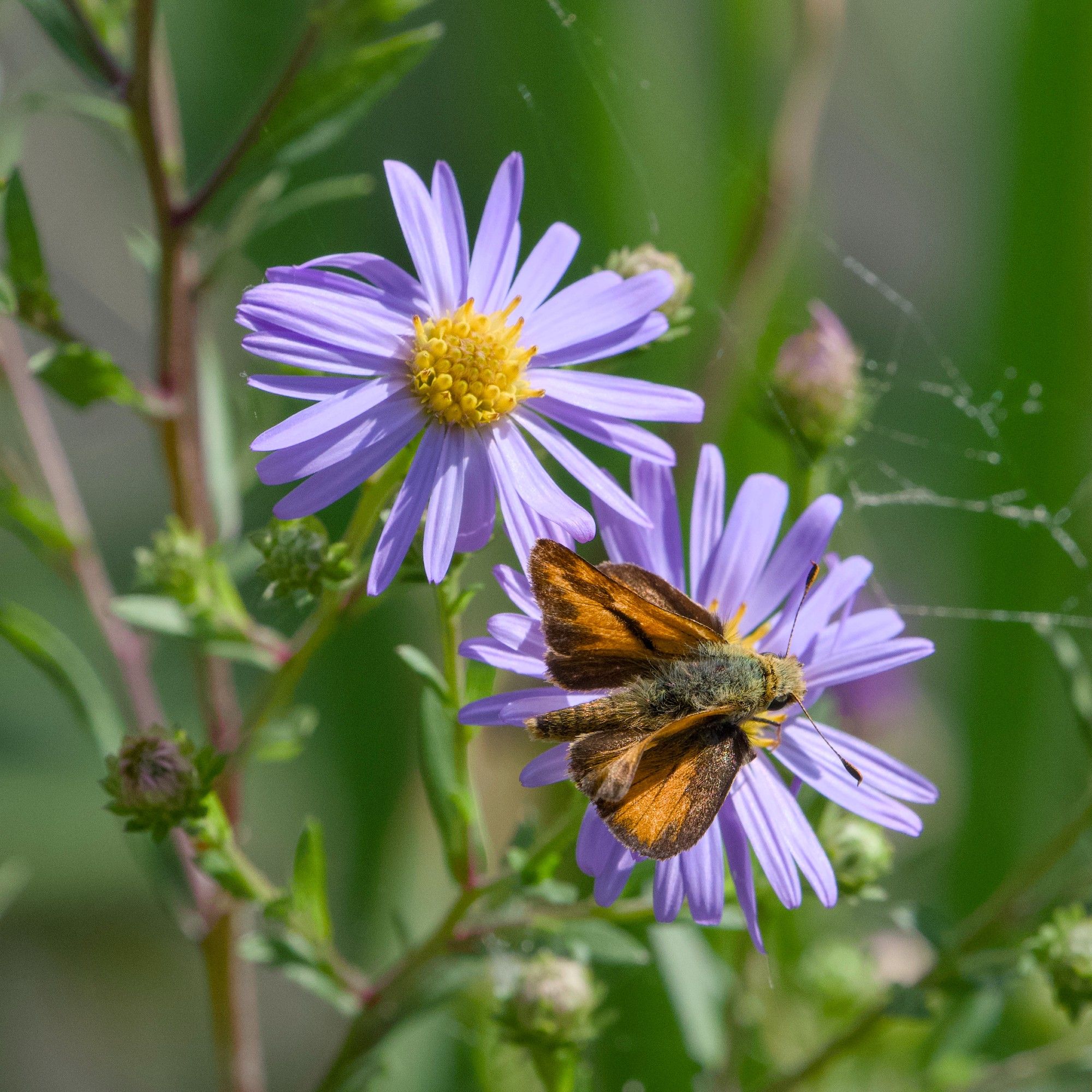 A Woodland Skipper -- a fuzzy brown / orange butterfly -- is sitting on a couple pale mauve flowers with yellow cores