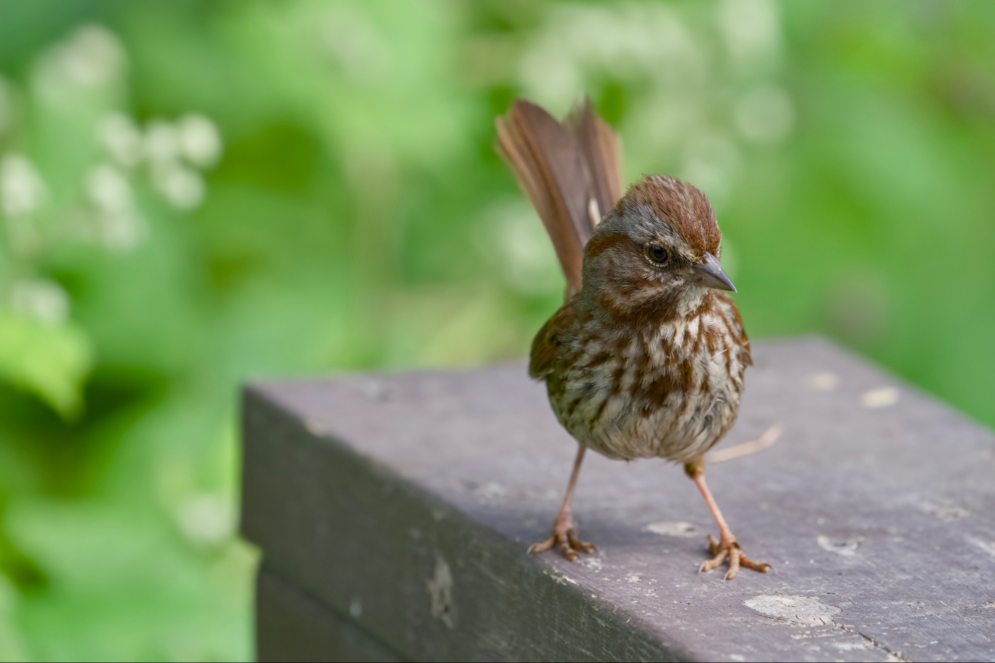 A Song Sparrow on a wooden fence. The bird is off-centre in the picture, and behind the fence is muddled out of focus greenery