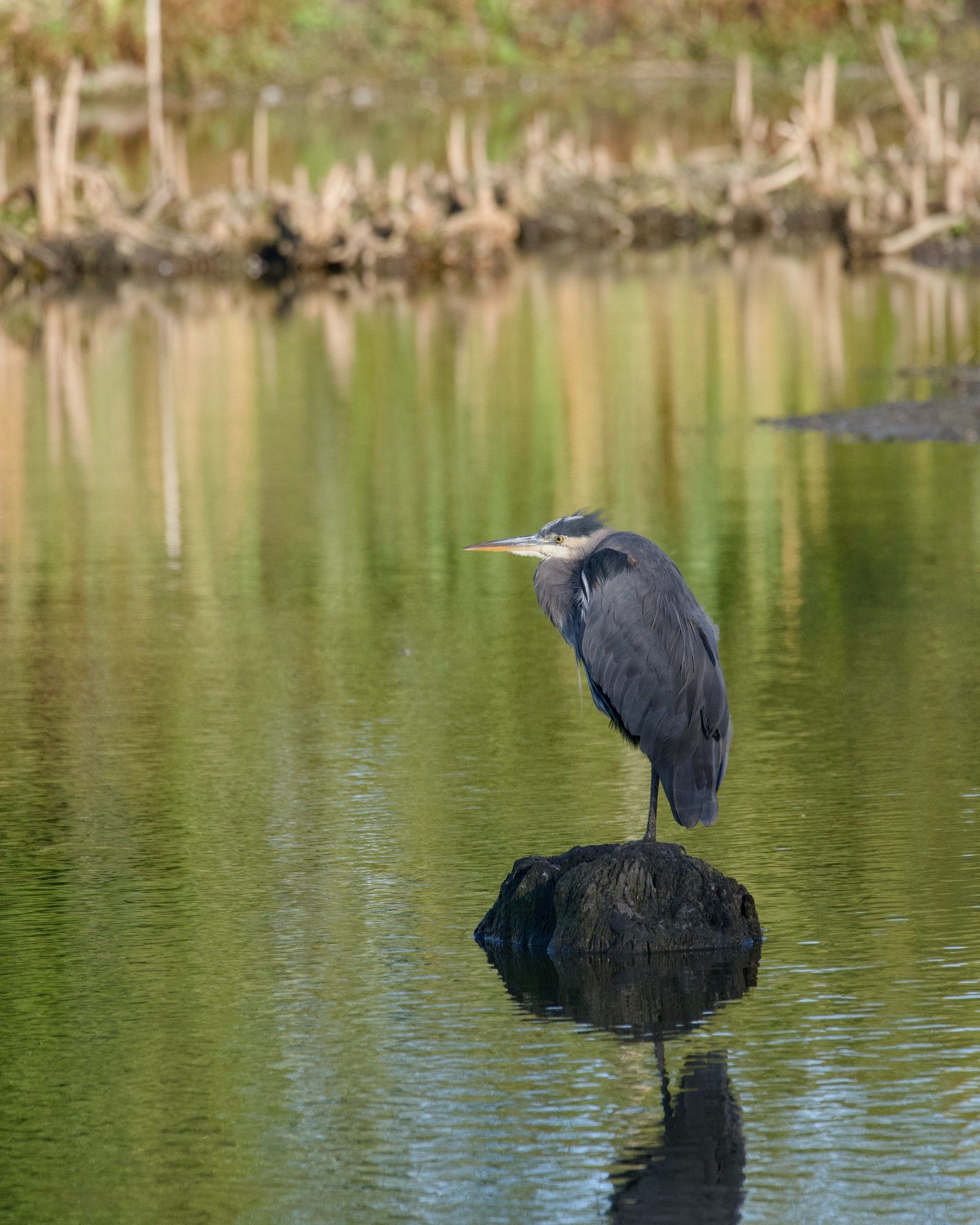 A Great Blue Heron is standing huddled on a rock in the middle of a small pond. It's partly in shadow, and the light is turning golden