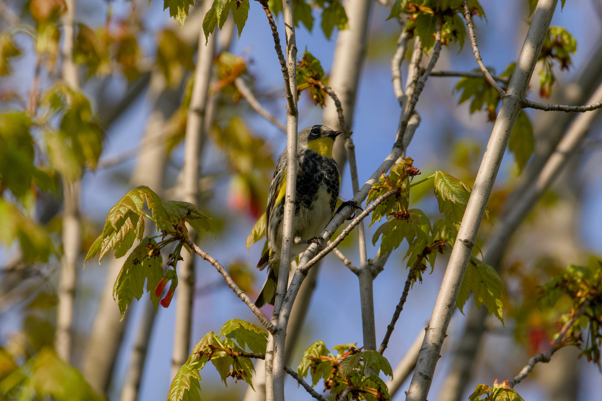 A male Yellow-rumped Warbler, Audubon's subspecies (yellow throat) is up in a tree. The light is low and a bit golden